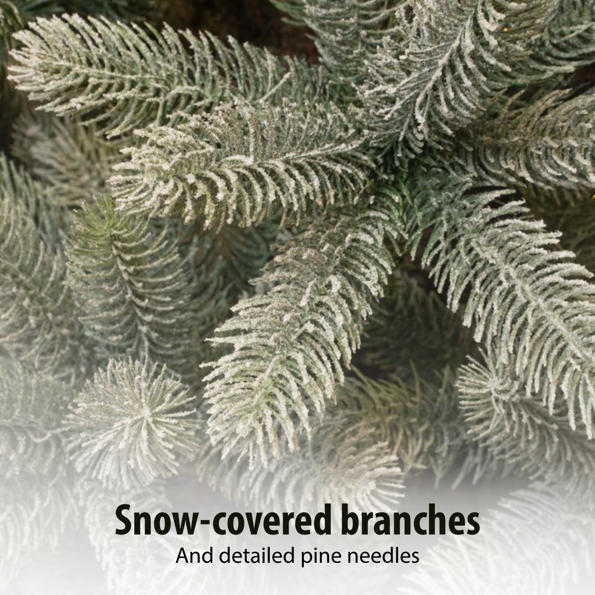 Gros plan sur des branches de pin enneigées. Le givre blanc recouvre les aiguilles vertes, créant une texture hivernale.