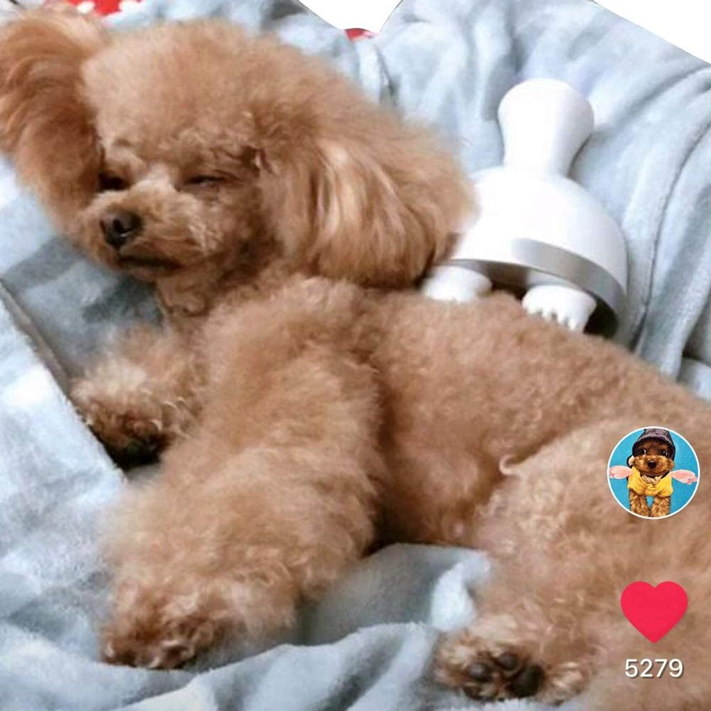 Ein brauner Pudel liegt auf einer Decke und bekommt eine Massage mit einem weißen Gerät. Der Hund ist entspannt. Ein Like-Button ist sichtbar.
