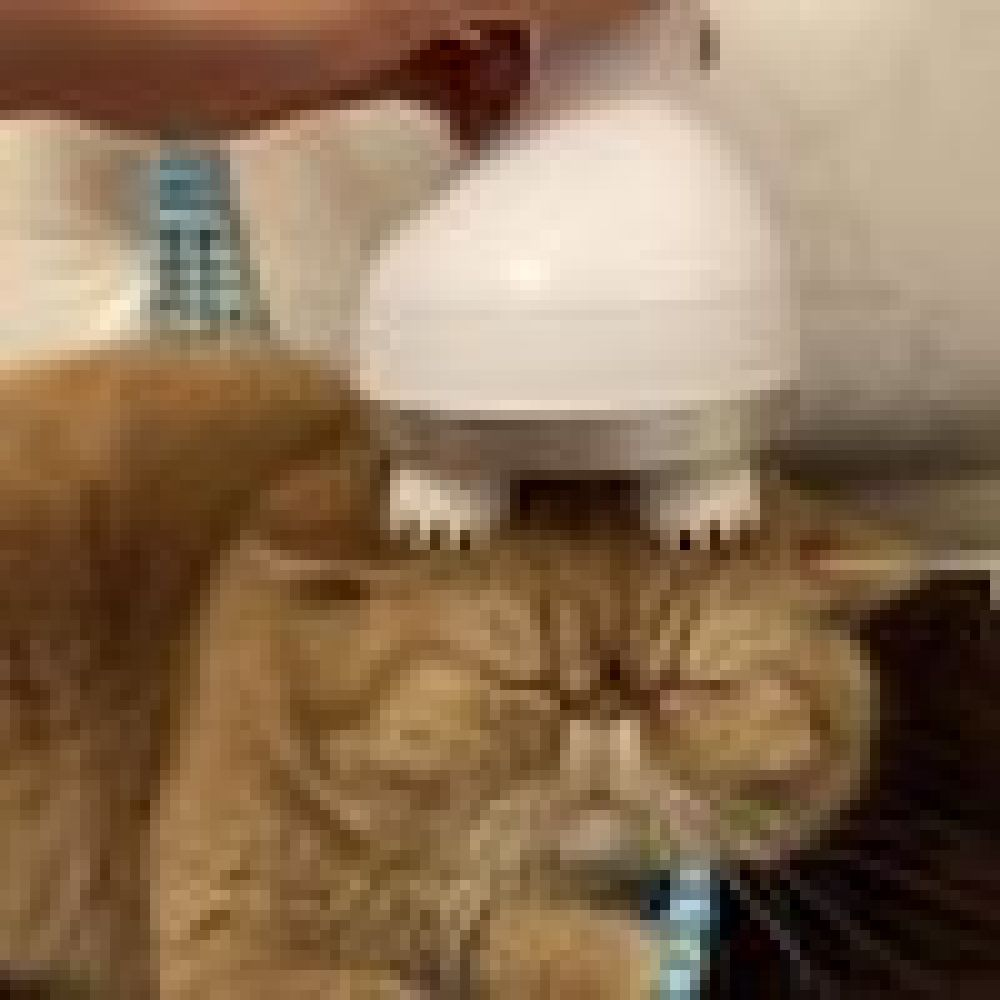 Eine Katze mit orangefarbenem Fell hat ein weißes Gerät auf dem Kopf. Eine Hand hält das Gerät. Die Augen der Katze sind geschlossen.