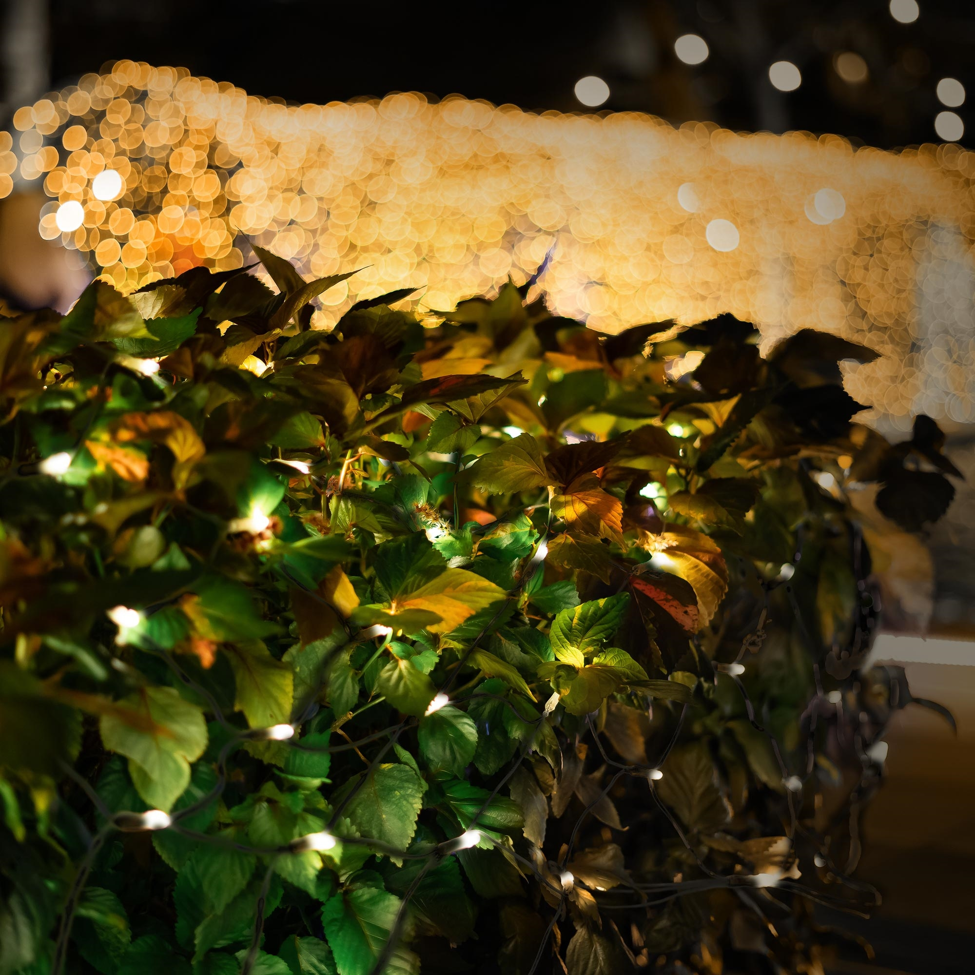 Grüne und braune Blätter mit Lichterketten vor verschwommenen goldenen Lichtern im Hintergrund.