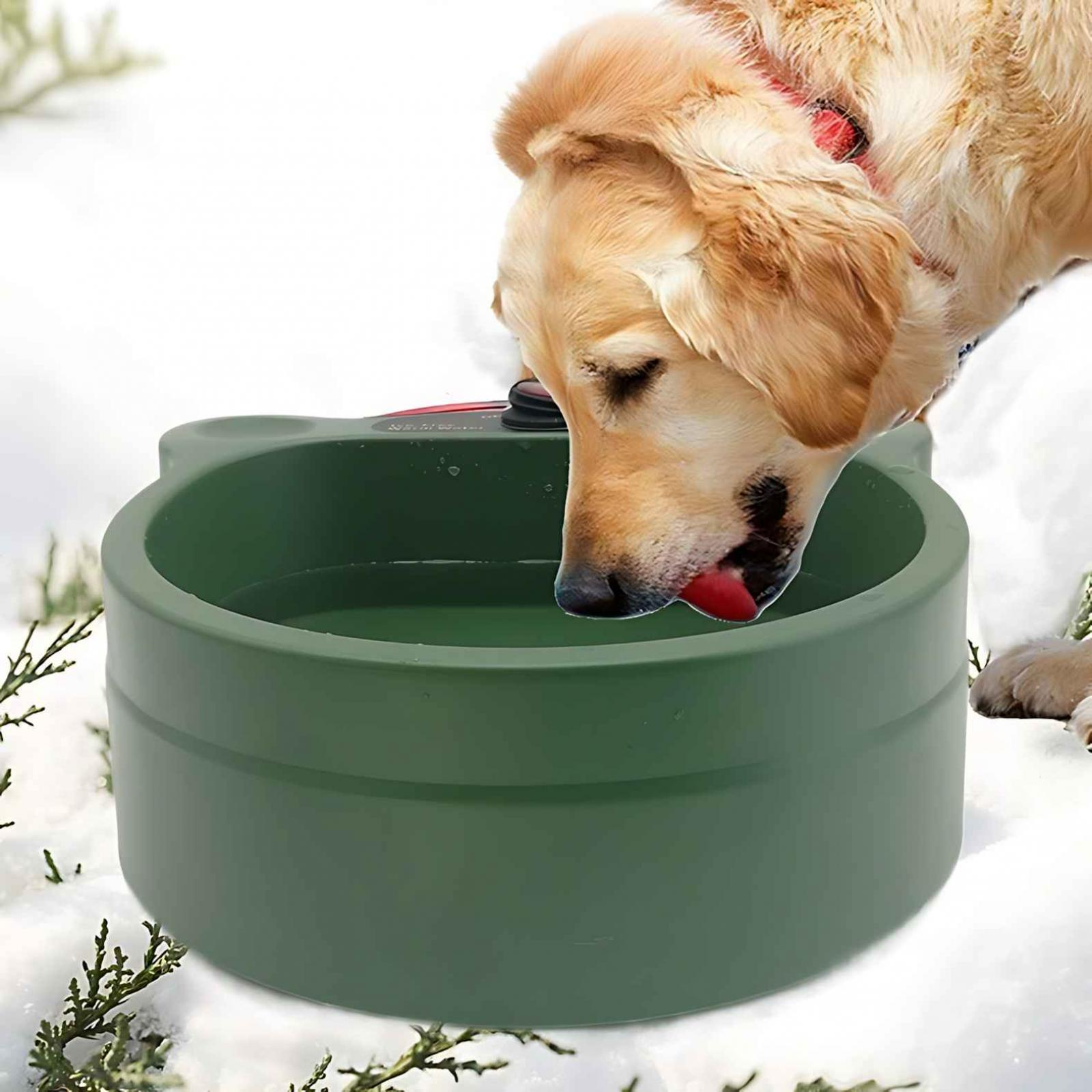 Golden Retriever trinkt Wasser aus einer grünen Schüssel. Schnee im Hintergrund. Der Hund trägt ein rotes Halsband.