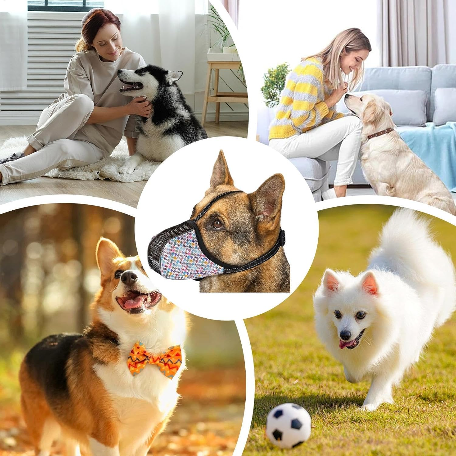 Collage von Hunden mit Menschen, ein Hund mit Maulkorb und ein Hund mit Fliege. Ein Hund rennt mit einem Fußball.