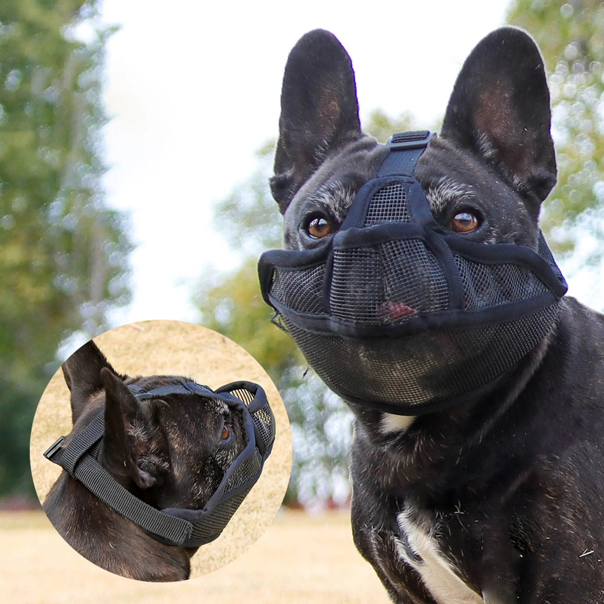 Schwarzer Hund mit schwarzem Maulkorb. Der Hund ist im Freien mit verschwommenem grünem Hintergrund. Eine Aussparung zeigt mehr Details.