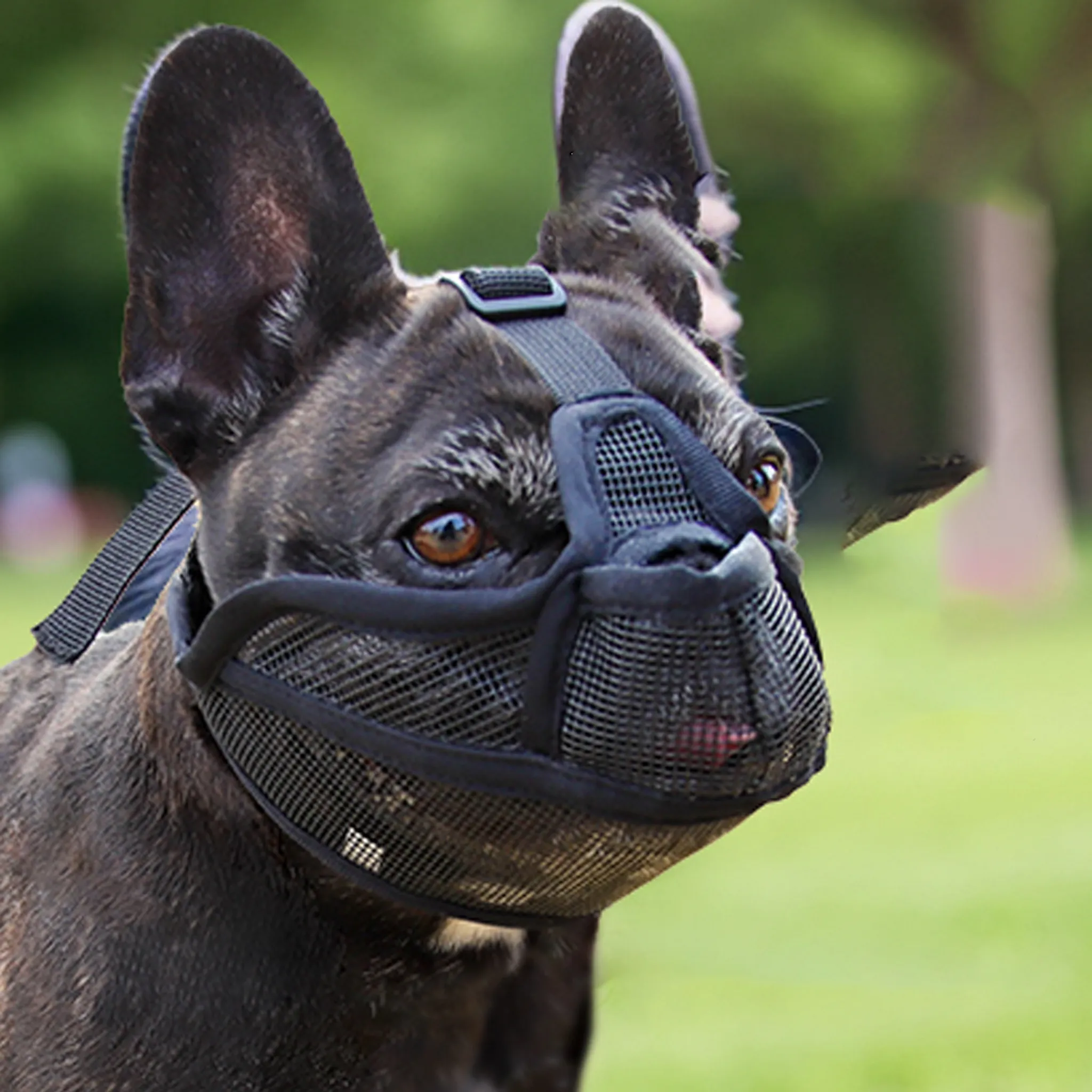 Ein schwarzer Hund mit Maulkorb. Der Hund hat braune Augen und befindet sich in einer grünen Umgebung.