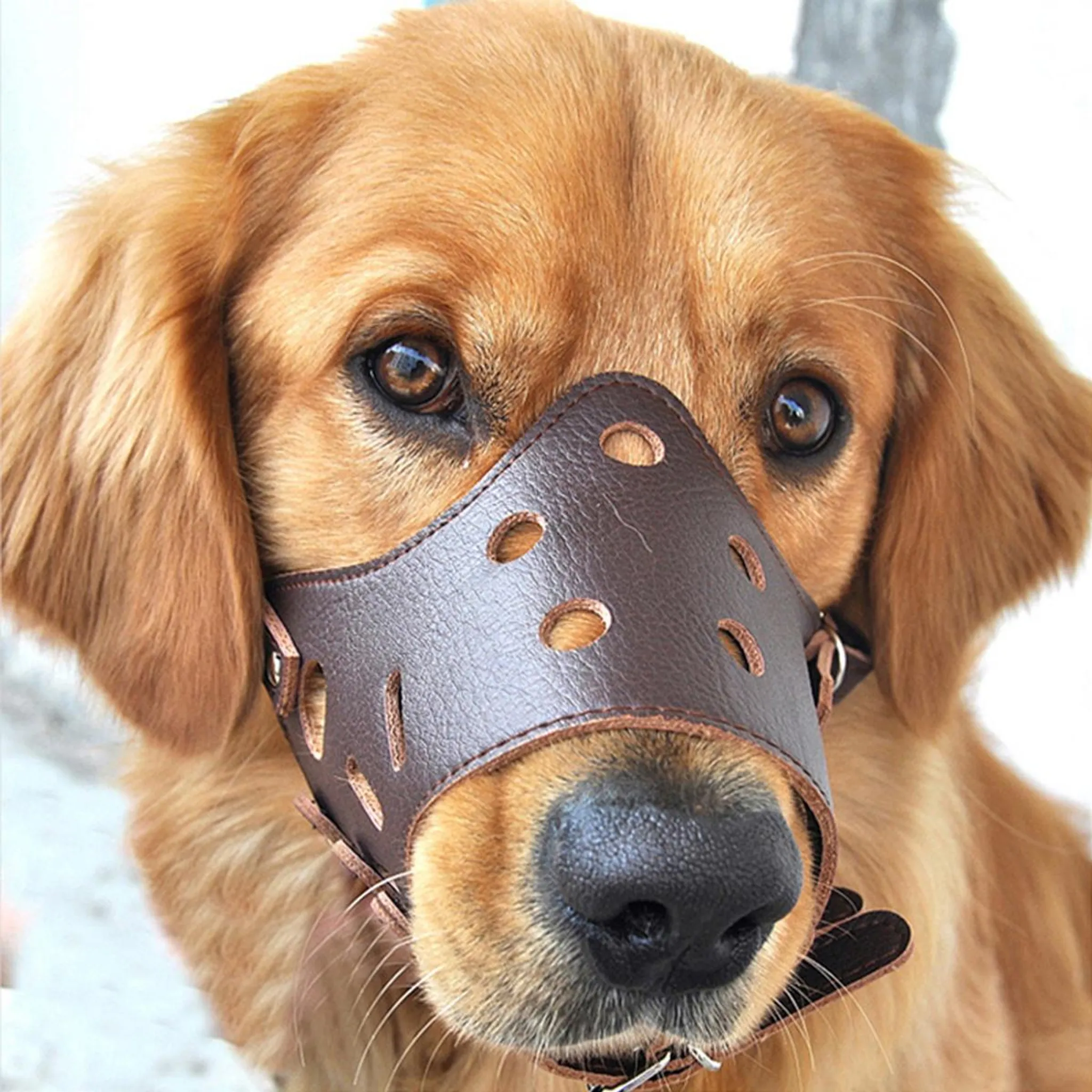 Ein Golden Retriever mit brauner Ledermaulkorb. Der Hund hat braune Augen und eine schwarze Nase. Er schaut nach vorne.