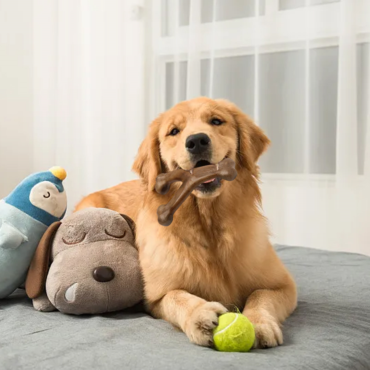 Golden Retriever mit Knochen im Maul, Tennisball und Stofftieren auf dem Bett. Fenster im Hintergrund.