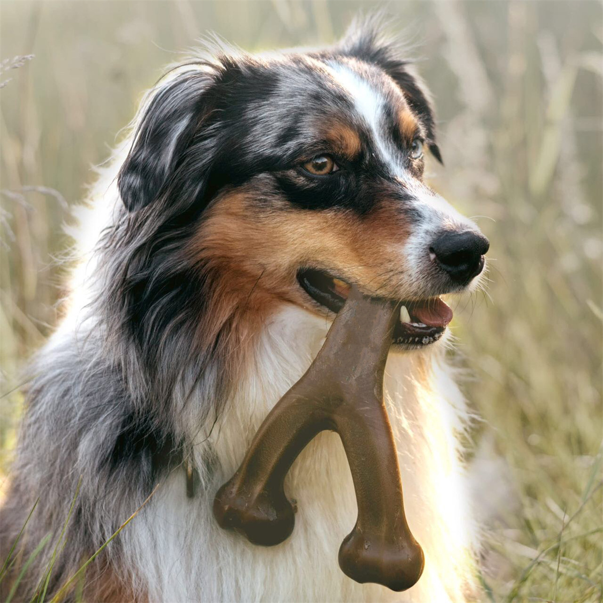 Ein Hund mit blauer Merle-Fell hält ein braunes, knochenförmiges Kauspielzeug im Maul. Der Hund befindet sich auf einer Wiese.