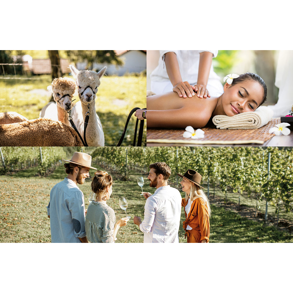 Das Bild zeigt eine Collage von Aktivitäten: Alpakas, eine Massage und eine Gruppe von Leuten, die Wein in einem Weinberg trinken.