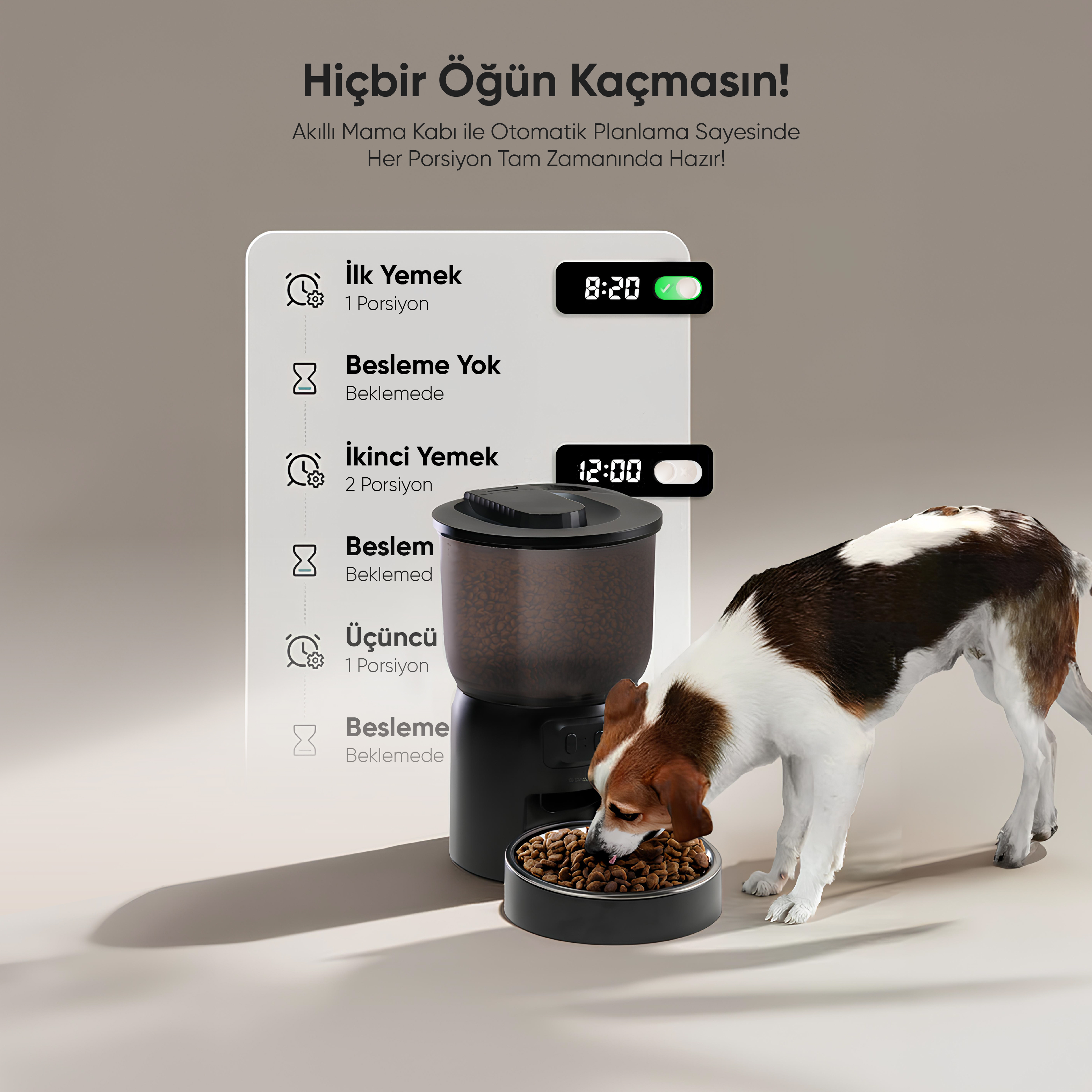 Bir köpek kaptan yemek yiyor. Arka planda bir besleyici var. Metin, beslenme zamanlarını gösterir.