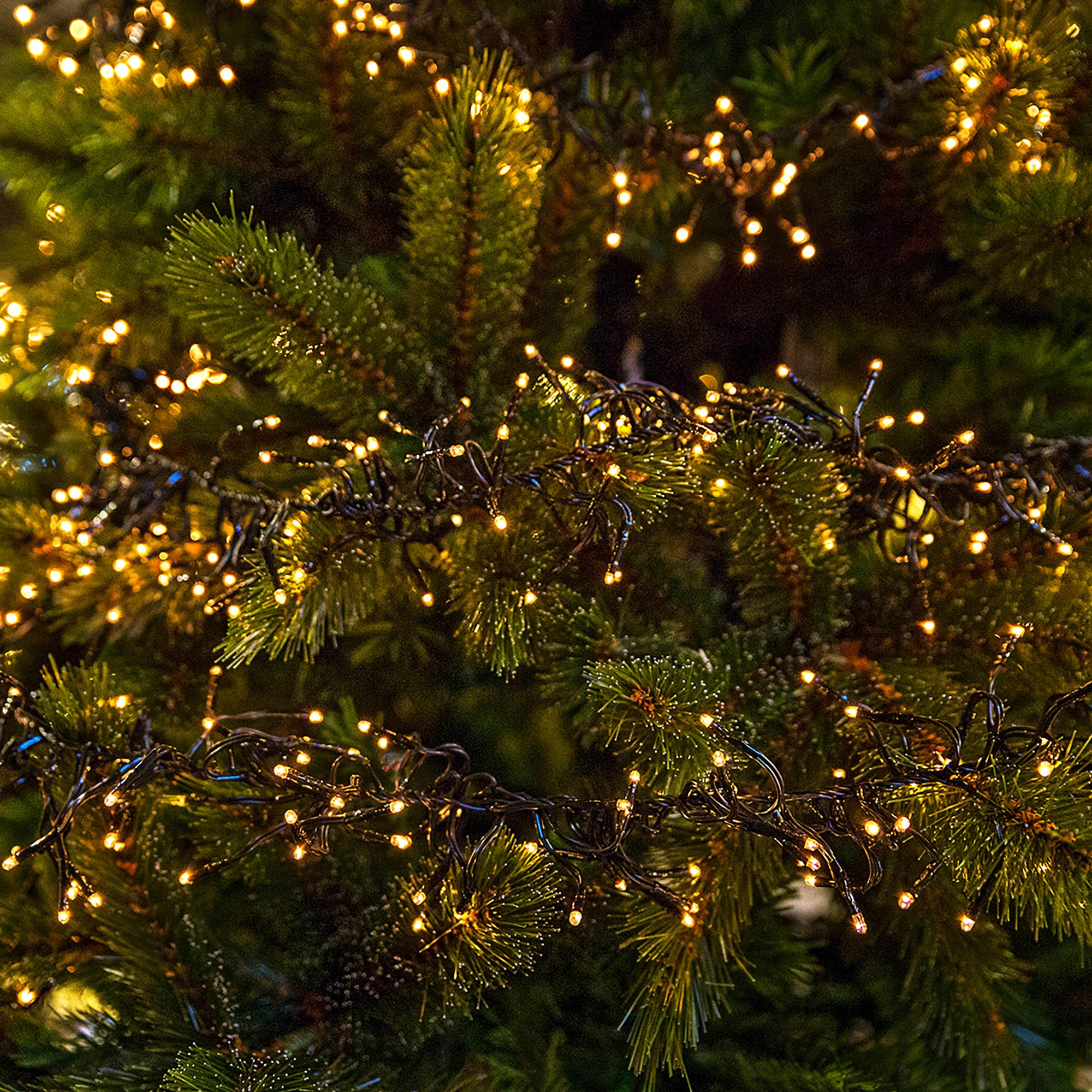 Nahaufnahme eines Weihnachtsbaums mit hellgelben Lichtern. Die Lichter sind mit den grünen Ästen verwoben.
