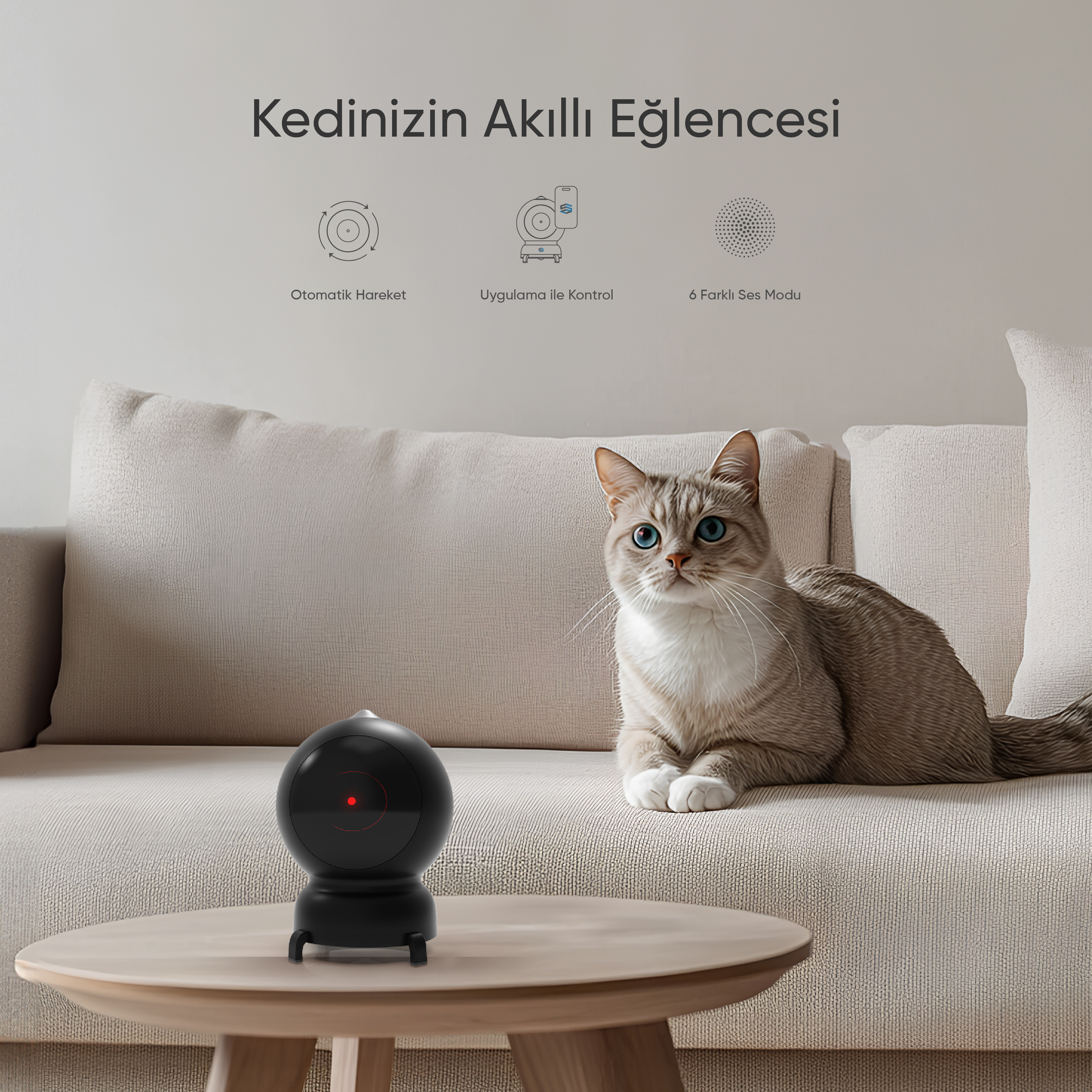 Mavi gözlü bir kedi, siyah bir kedi oyuncağının yanında bir kanepede oturuyor. Sahne aydınlık.