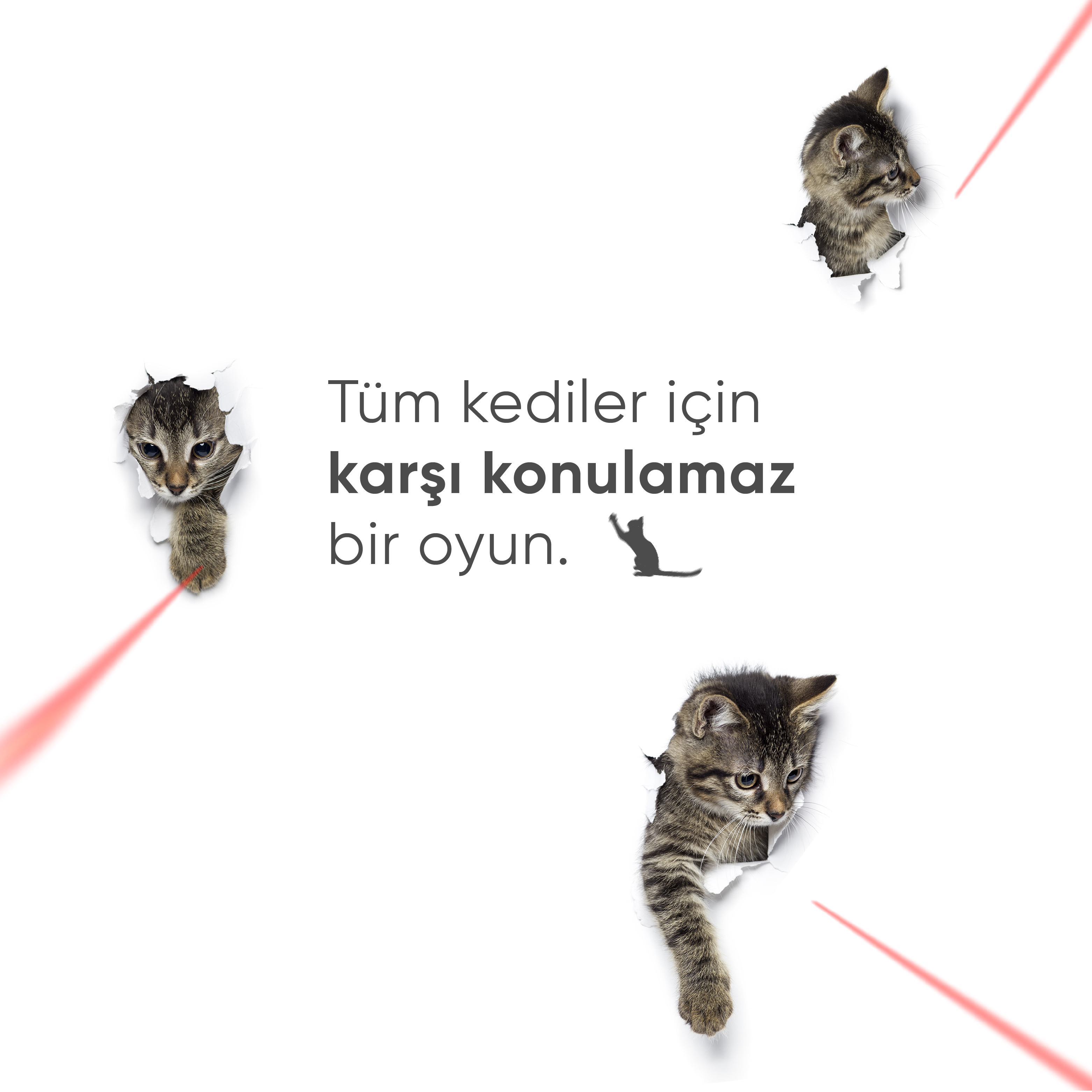 Üç yavru kedi yırtık kağıttan bakıyor. Kırmızı lazer işaretçileri görünür. Türkçe metin.