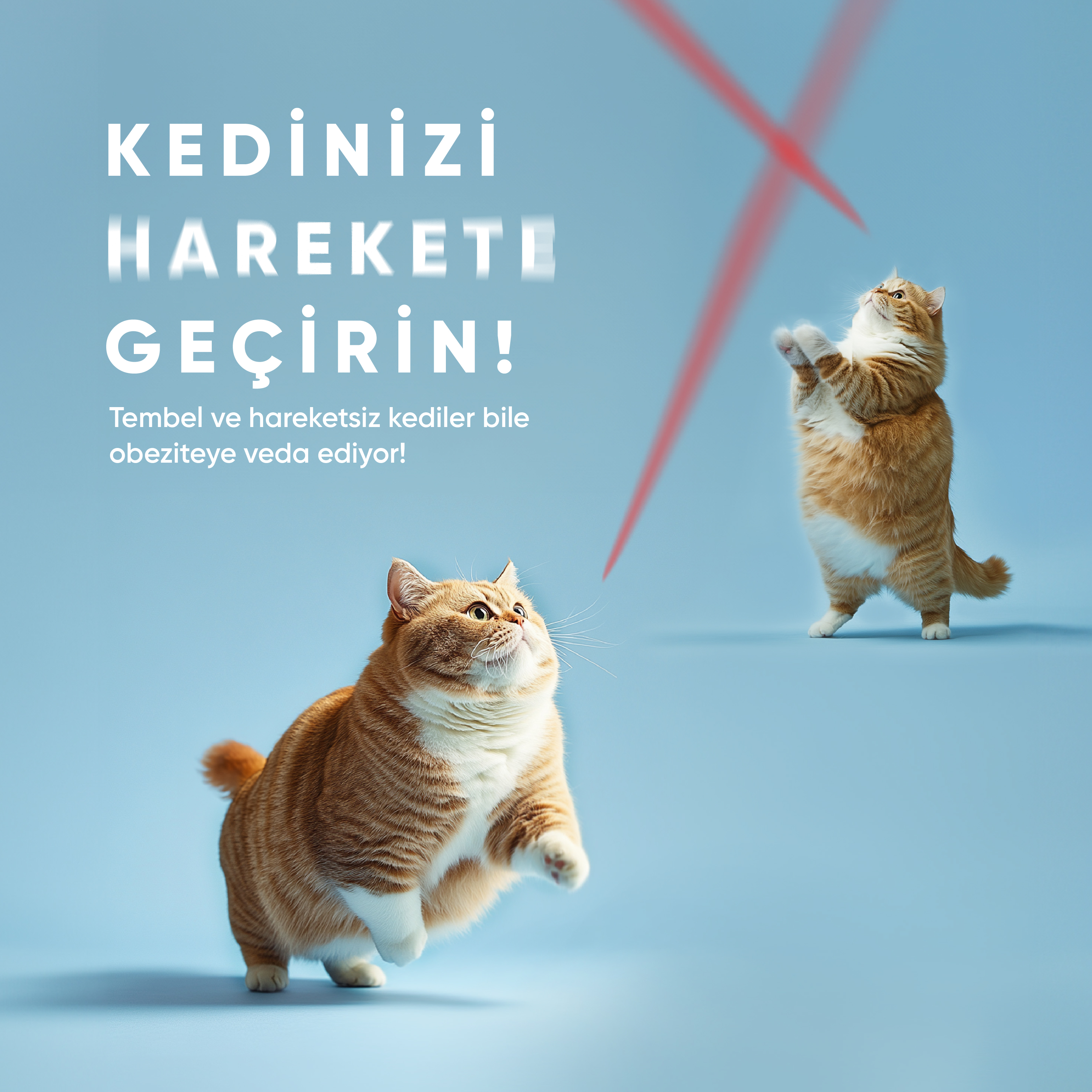 Mavi arka planda kırmızı lazer işaretçileriyle oynayan iki turuncu kedi. Türkçe metin: Kedinizi hareket ettirin!
