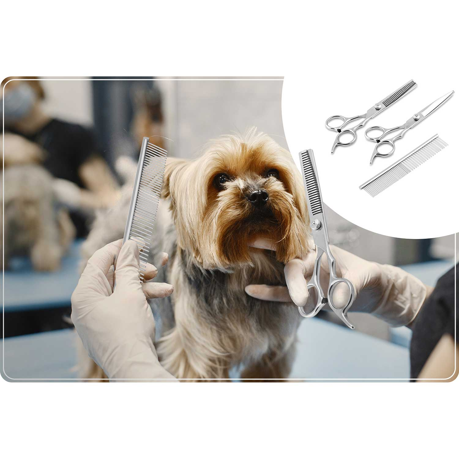 Pies jest pielęgnowany. Groomer używa nożyczek i grzebienia. Inne narzędzia do pielęgnacji są wyświetlane po prawej stronie.