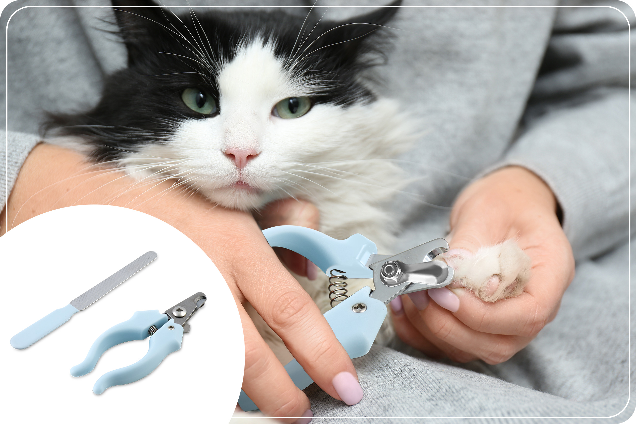 Osoba obcina pazur kota niebieskimi nożyczkami. Kot ma czarno-białe futro.