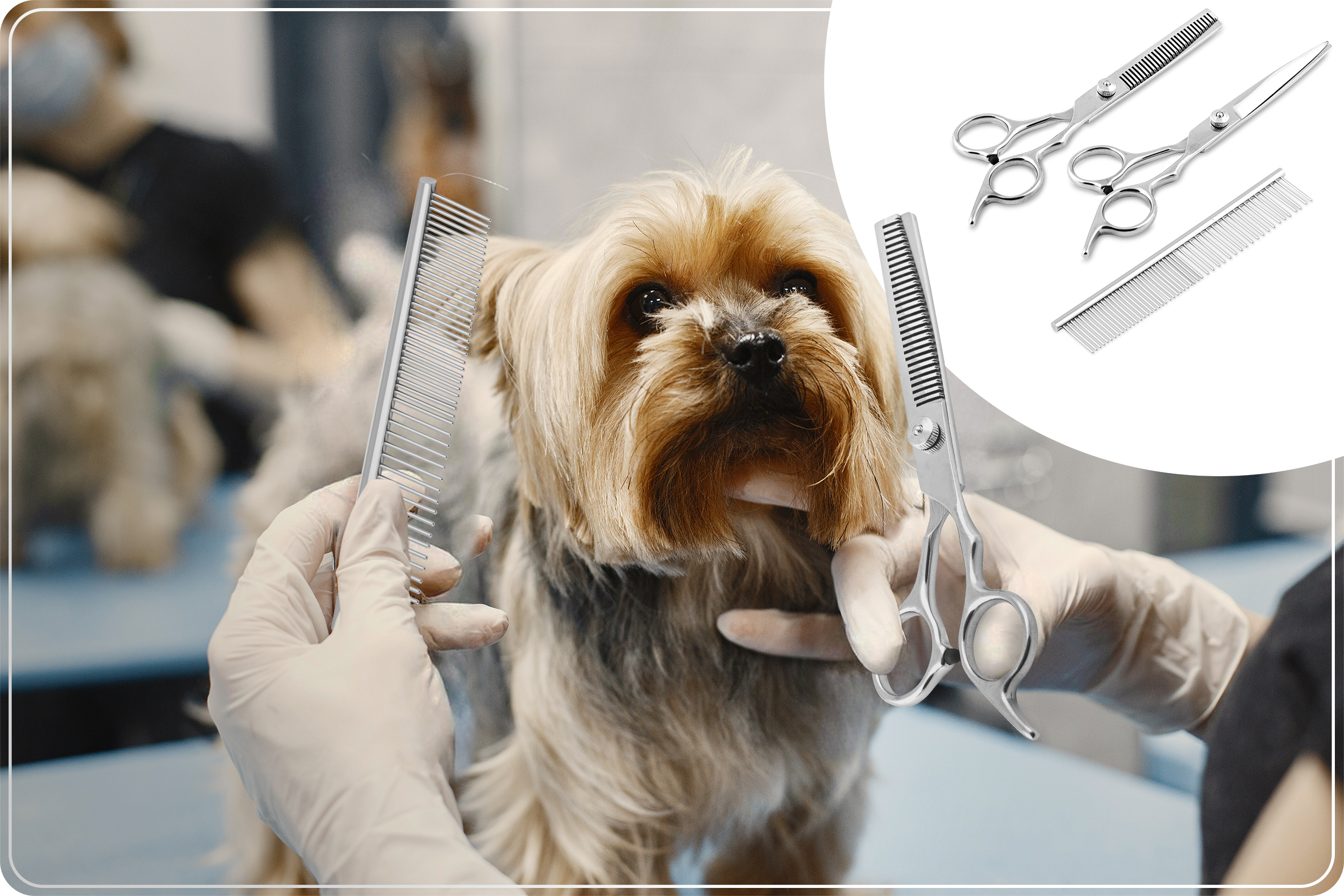 Pies jest pielęgnowany nożyczkami i grzebieniem. Pies jest brązowy i brązowy. Groomer nosi rękawiczki.