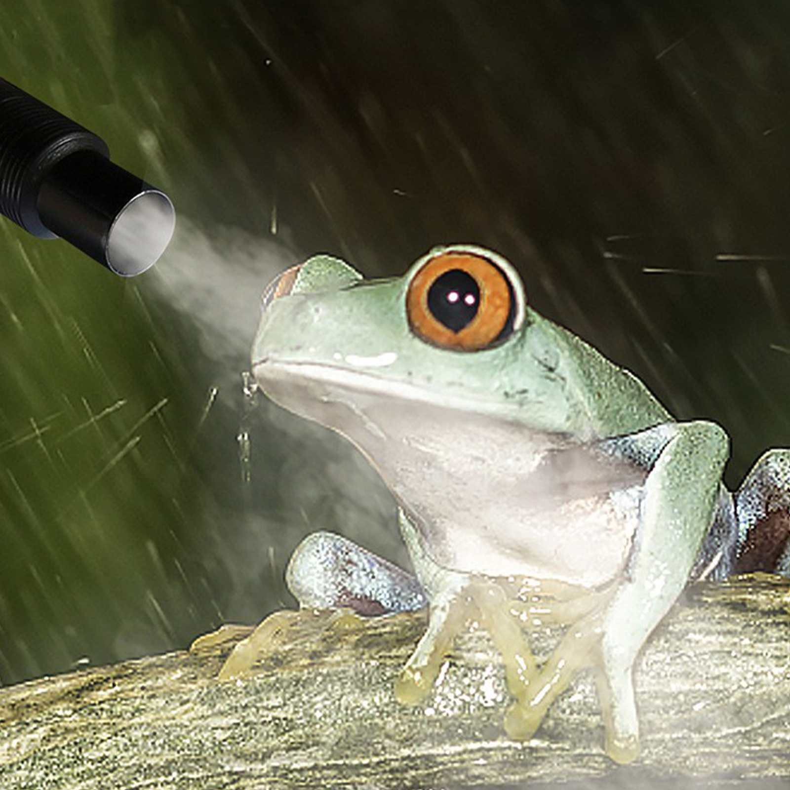 Ein grüner Frosch mit orangefarbenen Augen sitzt auf einem Ast, während Dampf aus einer schwarzen Düse auf ihn geblasen wird.