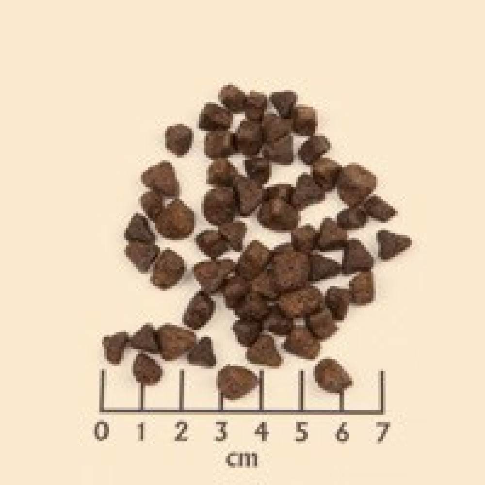 Stos brązowych, nieregularnych kształtów przedmiotów znajduje się nad linijką oznaczoną w centymetrach. Przedmioty to prawdopodobnie kawałki jedzenia.