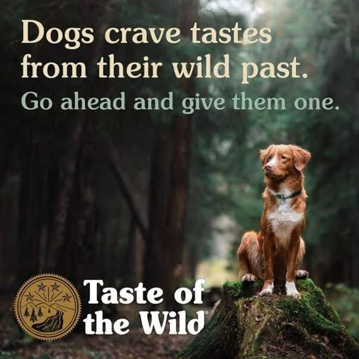 Pies siedzi na omszałym pniu w lesie. Tekst u góry brzmi: „Psy pragną smaków ze swojej dzikiej przeszłości”. Logo: „Taste of the Wild”.