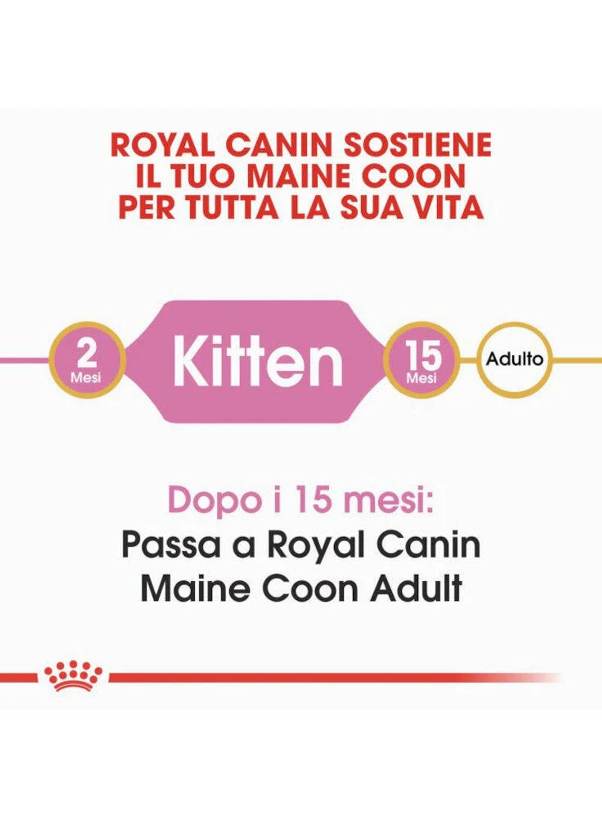 Obrazek przedstawia tekst o Royal Canin dla kotów Maine Coon, podkreślający etapy: Kitten i Adult, ze wskaźnikami wieku.