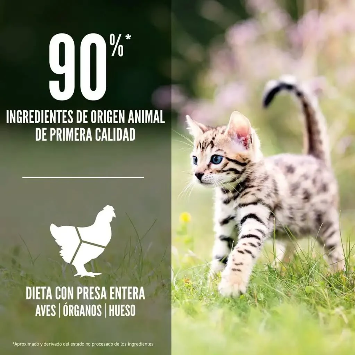 Kocię z niebieskimi oczami idzie po trawie. Tekst: 90%, składniki pochodzenia zwierzęcego, dieta z całą zdobyczą, ptaki, organy, kości.