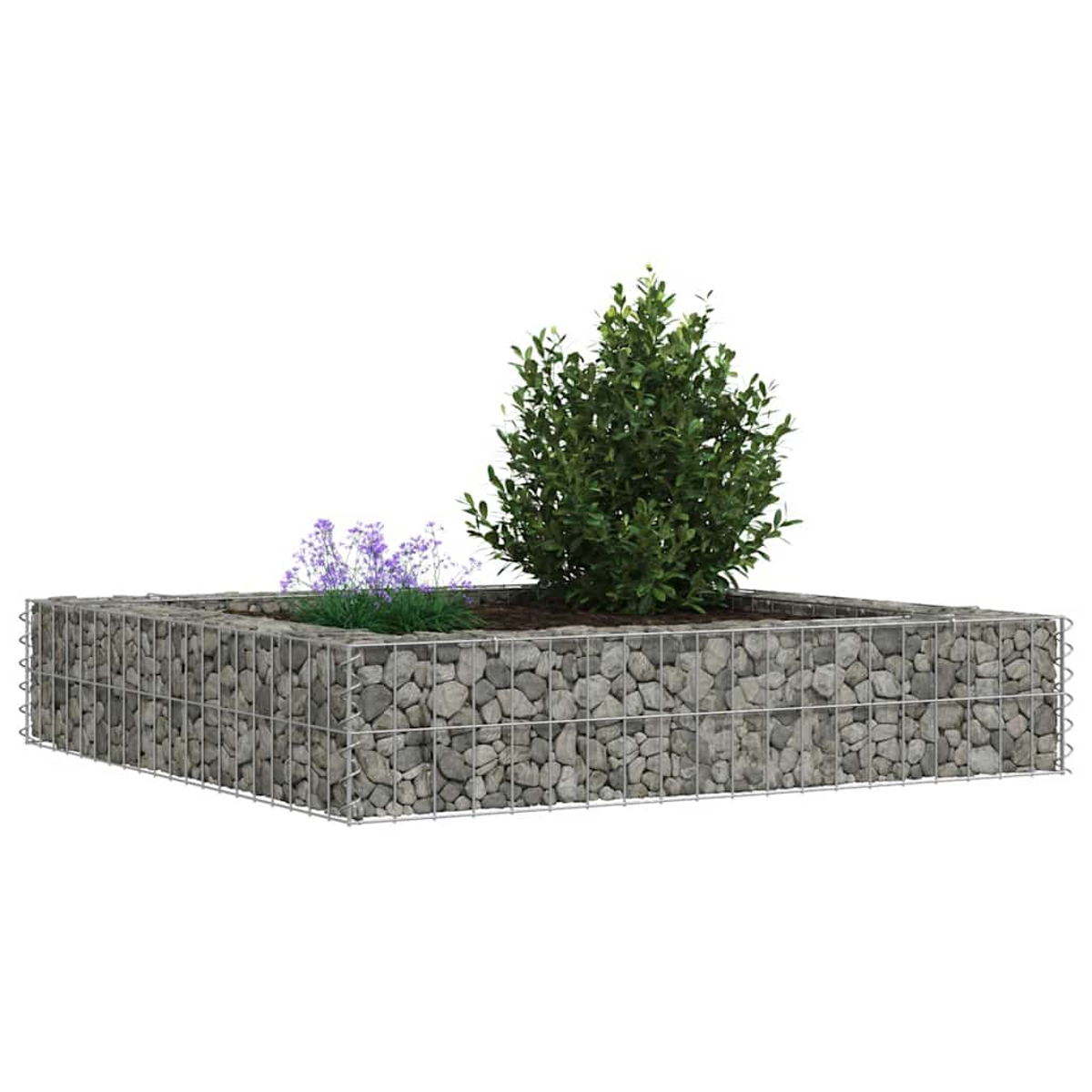 Ein quadratischer Gabionenpflanzer gefüllt mit Steinen, Erde, einem grünen Busch und lila Blumen. Es befindet sich vor einem weißen Hintergrund.