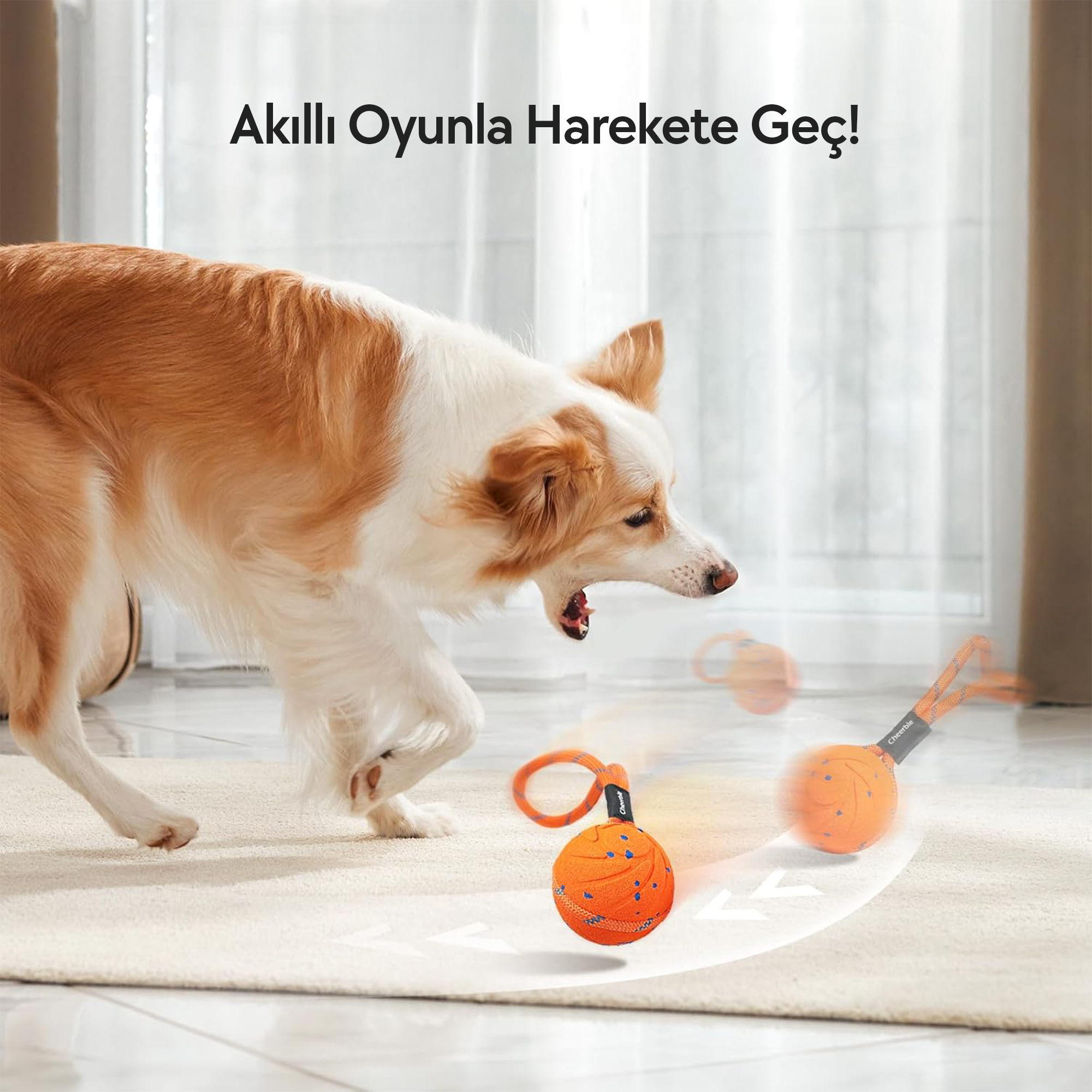 Ağzı açık bir köpek, halı üzerinde iplerle turuncu toplarla oynuyor. Topların üzerinde mavi noktalar var. Arka planda metin.