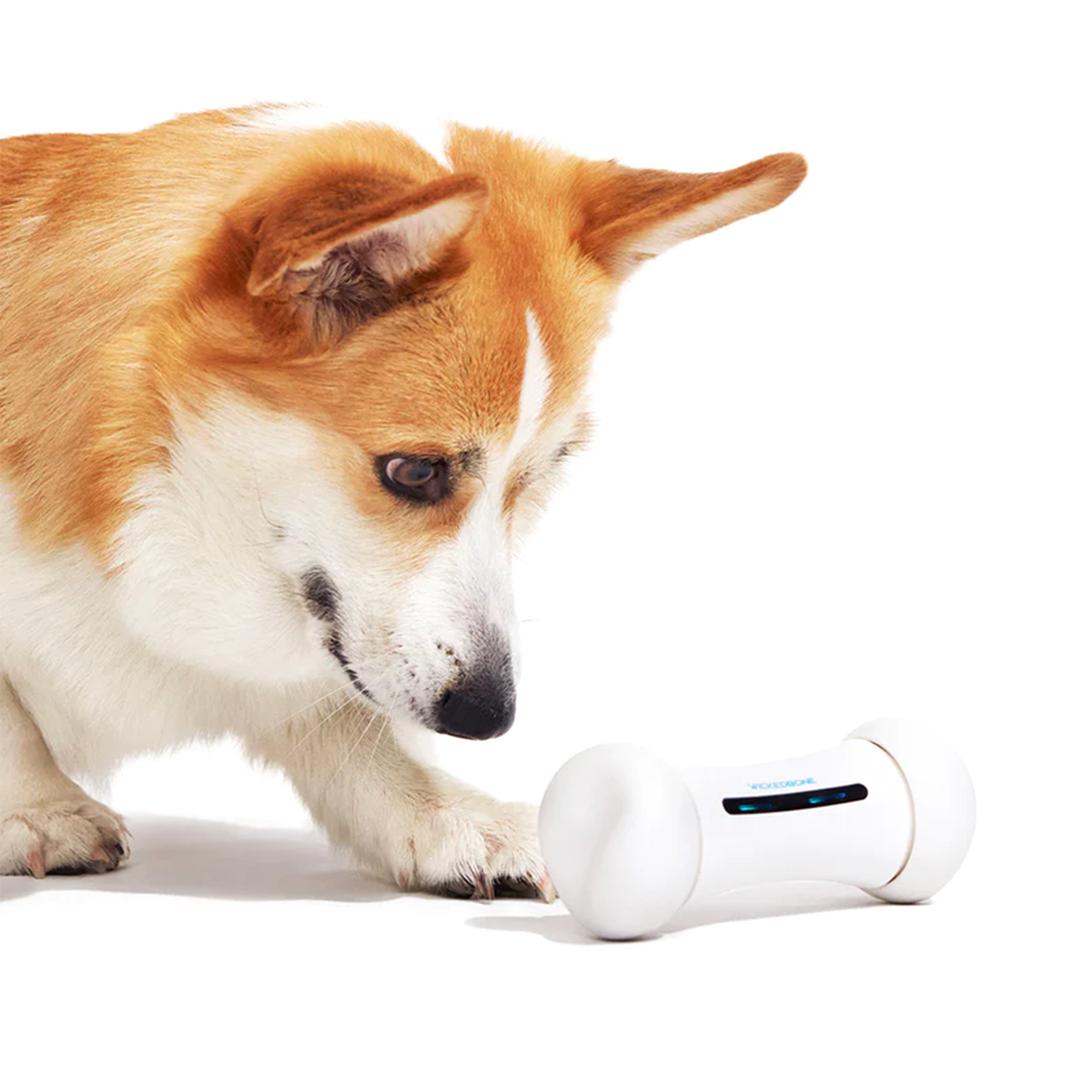 Bir corgi beyaz kemik şeklinde bir oyuncağa bakıyor. Köpeğin kahverengi ve beyaz kürkü var. Beyaz zemin üzerinde izole edilmiş.