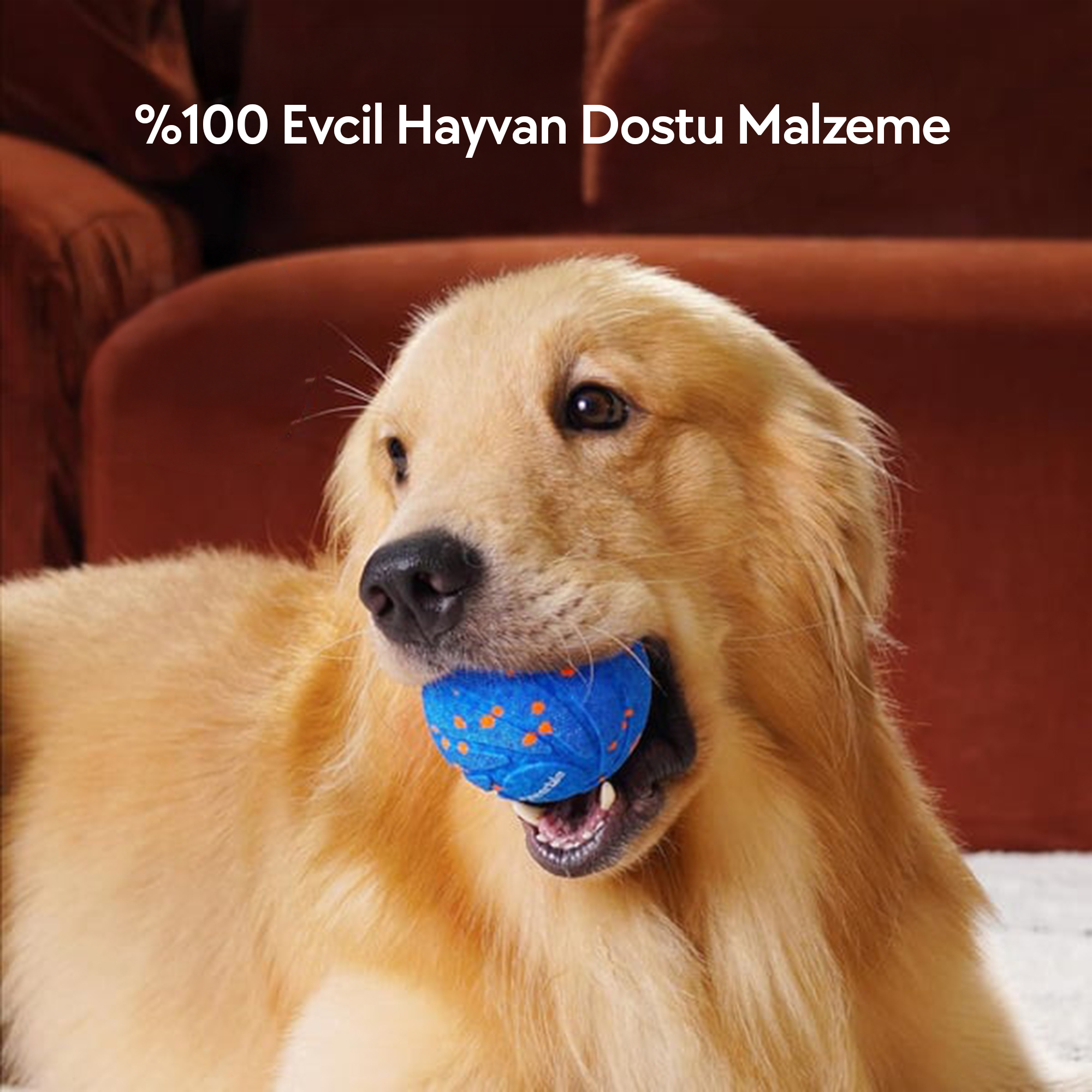 Un cane golden retriever con una palla blu e arancione in bocca, divano marrone sullo sfondo.