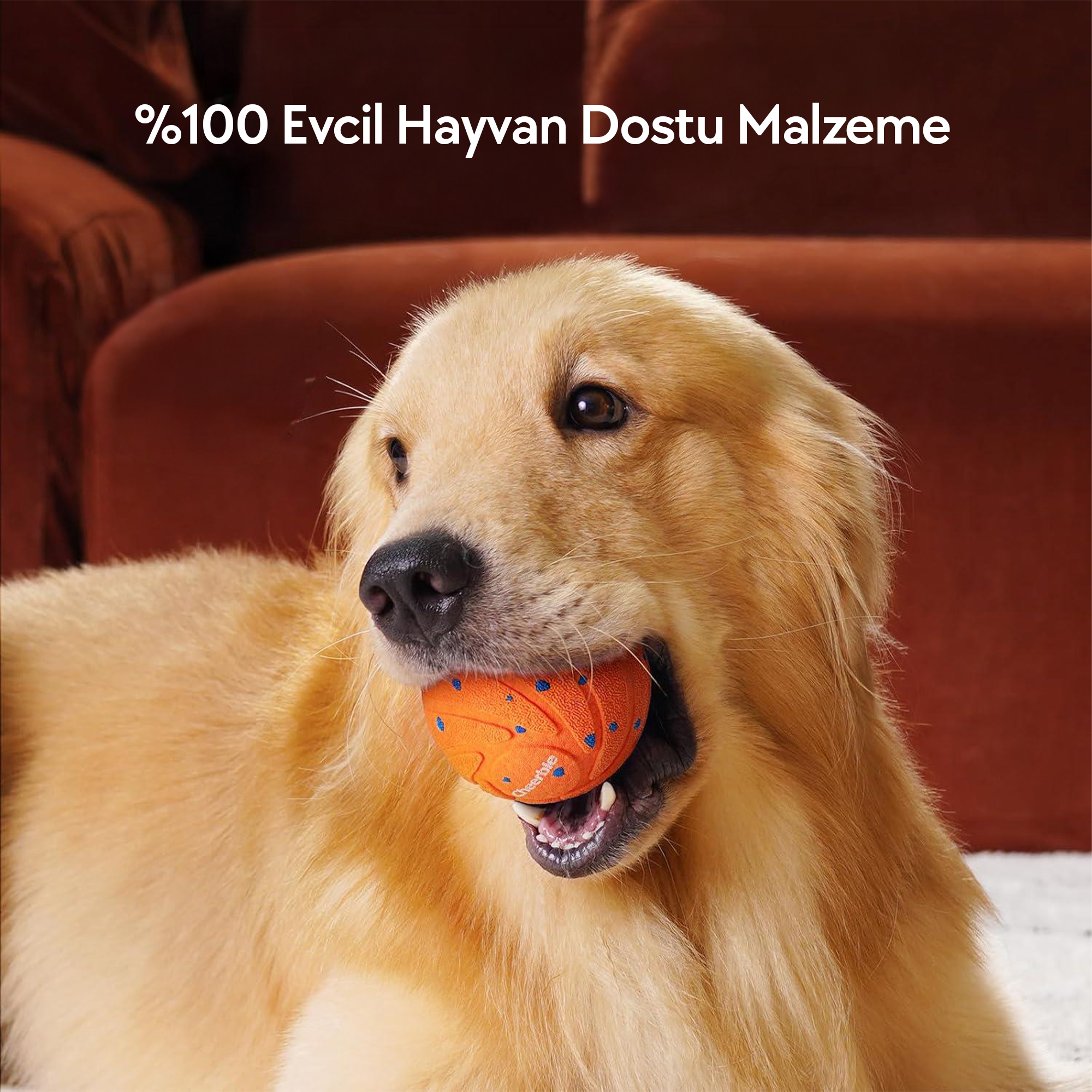 Ağzında topla Golden Retriever cinsi köpek. Top turuncu ve mavi renktedir. Arka plan kahverengi bir kanepedir.