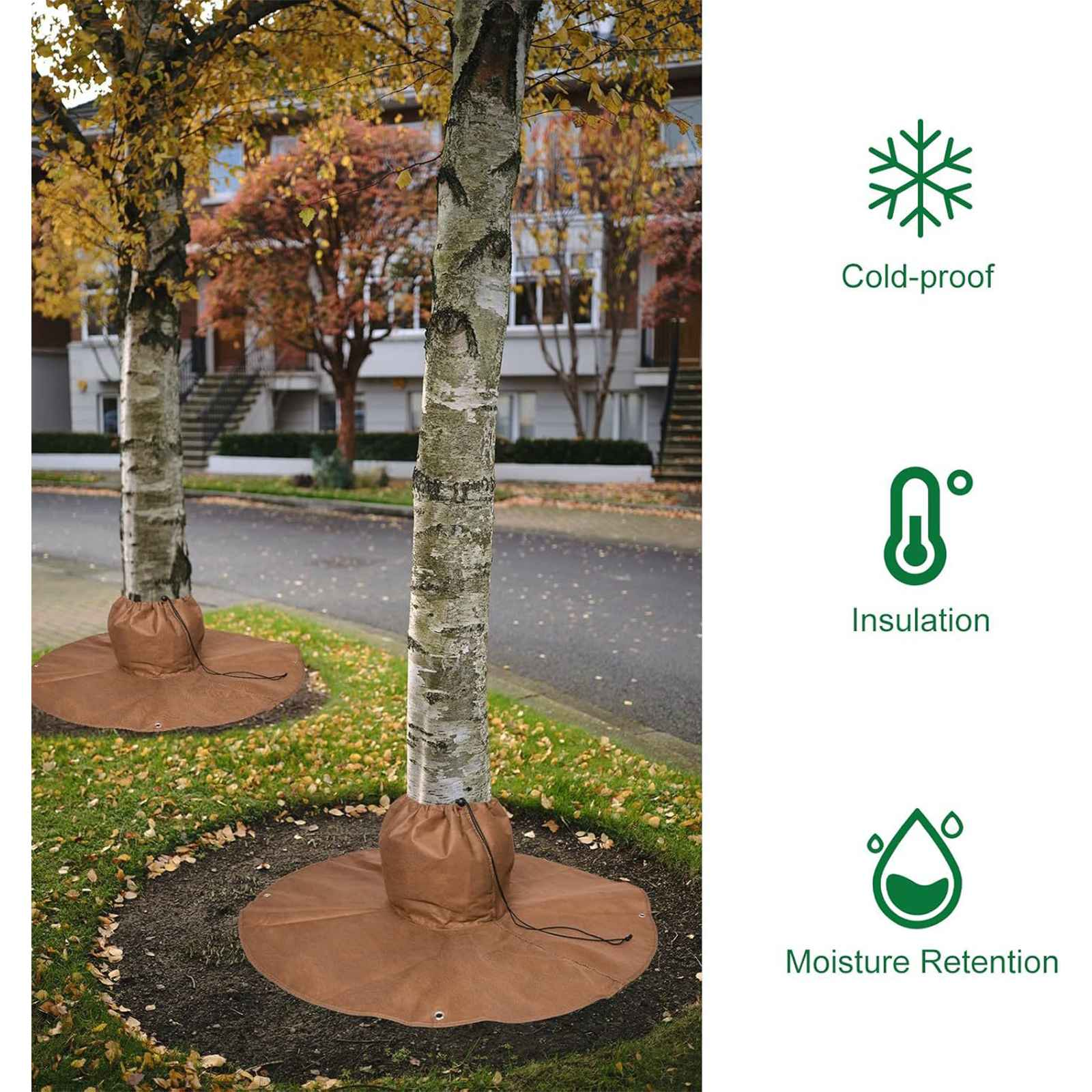 Birken auf der Straße, mit braunen Baumabdeckungen an der Basis. Herbstlaub, Wohnhäuser im Hintergrund.