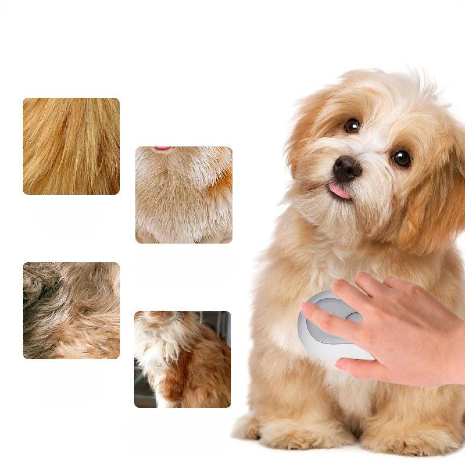 Ein flauschiger Hund wird gebürstet. Fellproben des Hundes werden gezeigt. Eine Hand benutzt eine Bürste auf dem Fell des Hundes. Der Hund streckt die Zunge heraus.