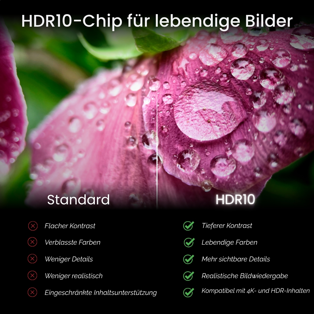 Imagen de primer plano de una flor rosa con gotas de agua. El texto compara estándar y HDR10: contraste, colores, detalles y realismo.