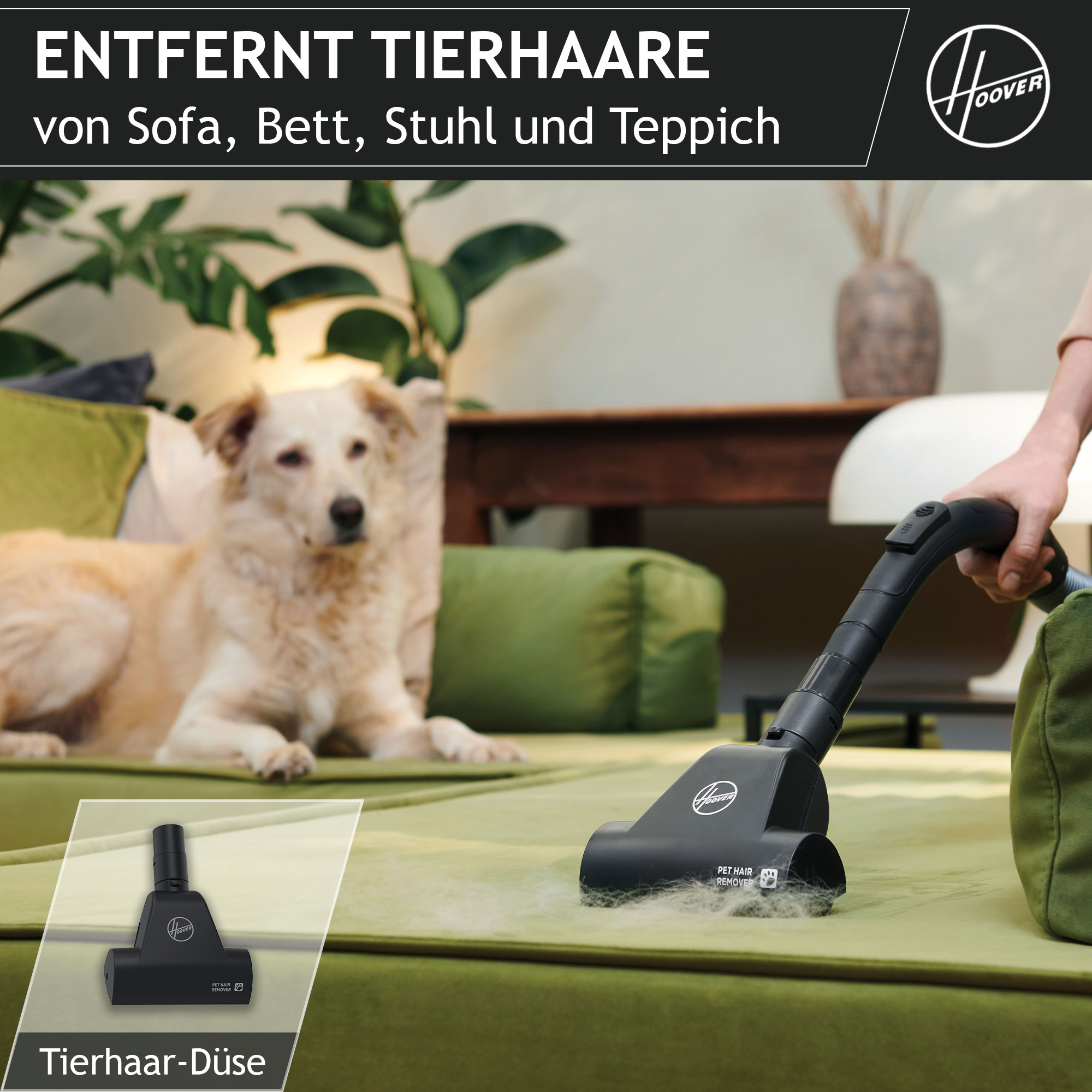 Pies leży na zielonej sofie. Odkurzacz usuwa sierść zwierząt. Widoczna jest marka Hoover.