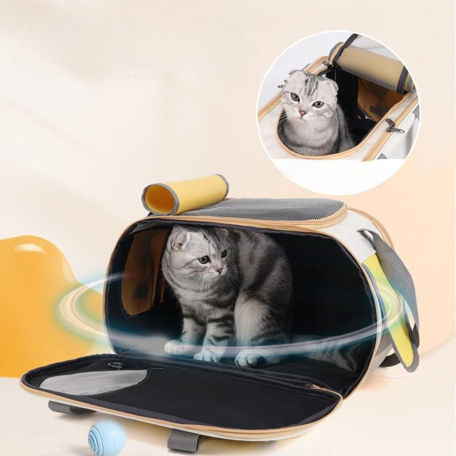 Eine Katze in einer Transportbox mit grauem und weißem Tabby-Muster. Eine andere Katze befindet sich in einer kleineren Box.