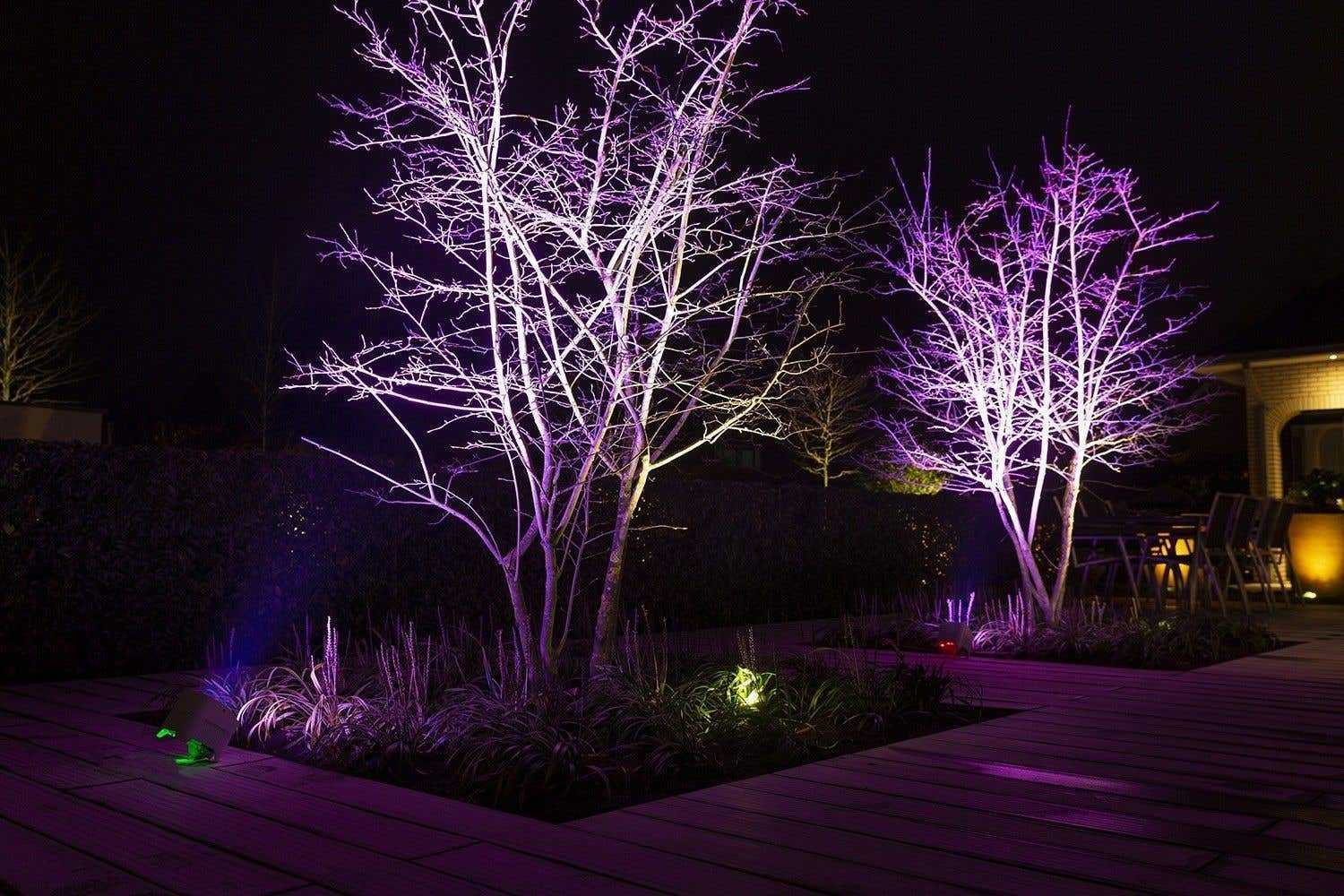 Escena nocturna con árboles iluminados en púrpura. Una terraza de madera en primer plano y un fondo oscuro con casa y plantas.