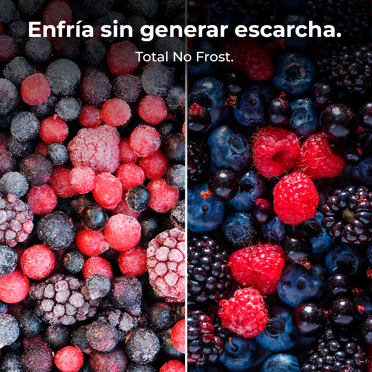 Obraz podzielony: Lewa strona zamrożone jagody, czerwone i czarne. Prawa strona świeże jagody, maliny i borówki. Tekst: Enfría sin escarcha.