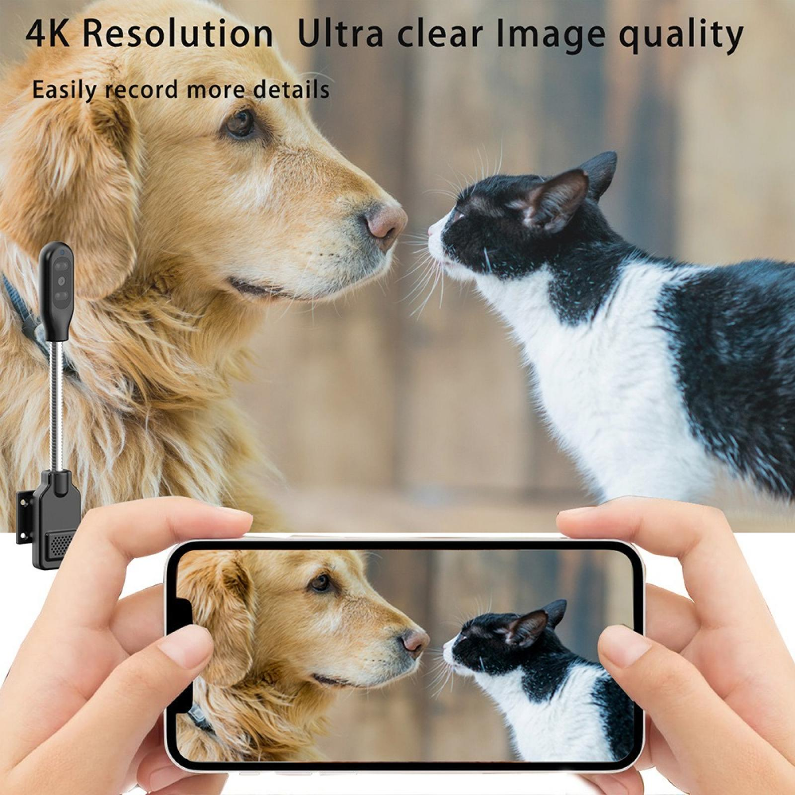 Ein Hund und eine schwarz-weiße Katze stehen sich gegenüber. Ein Telefon zeigt das gleiche Bild, gehalten in Händen.