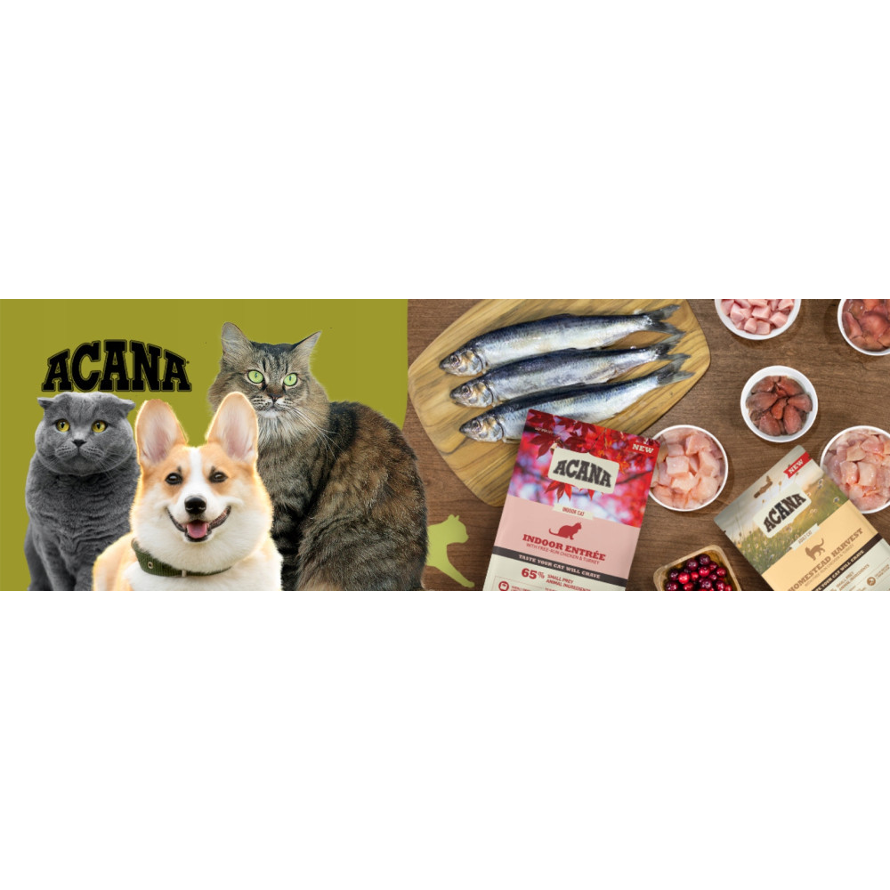Koty i pies z produktami spożywczymi. Prezentowane są ryby, mięso i worki suchej karmy dla kotów. Widoczna marka ACANA.