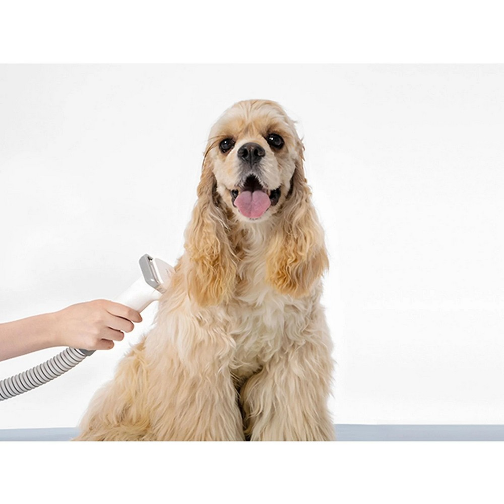 Ten rengi bir Cocker Spaniel tımar ediliyor. Bir el beyaz bir bakım aleti tutuyor. Köpek kameraya bakıyor.