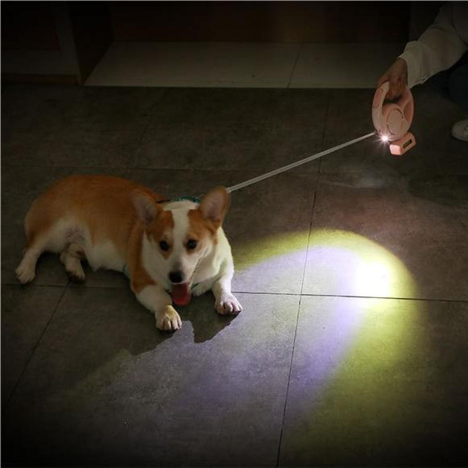 Ein Corgi-Hund auf dem Boden mit Leine und Taschenlampe. Die Taschenlampe beleuchtet den Boden. Der Hund schaut in die Kamera.