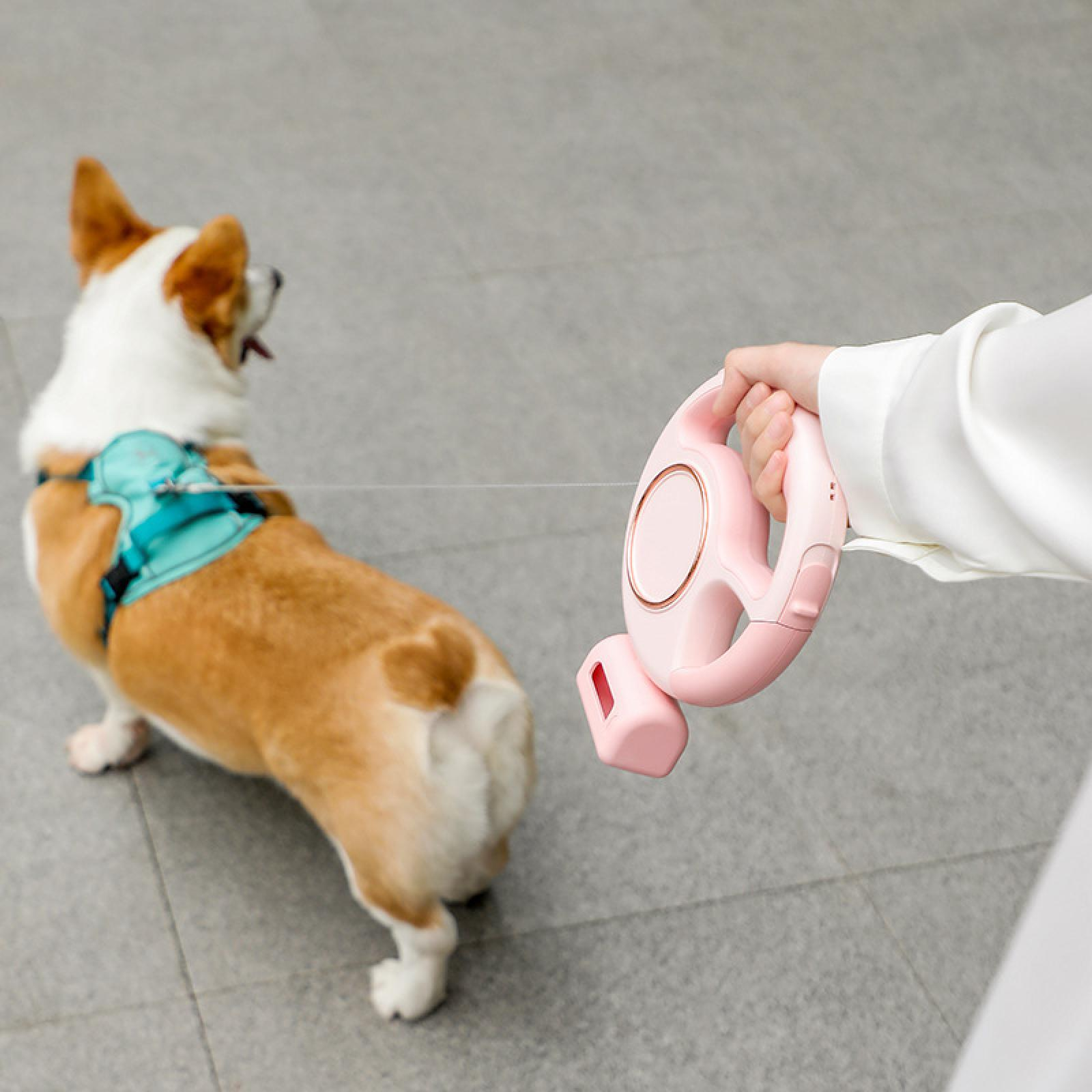 Ein Corgi-Hund an der Leine. Eine Hand hält einen rosa Leinen-Griff. Der Hund trägt ein blaues Geschirr.