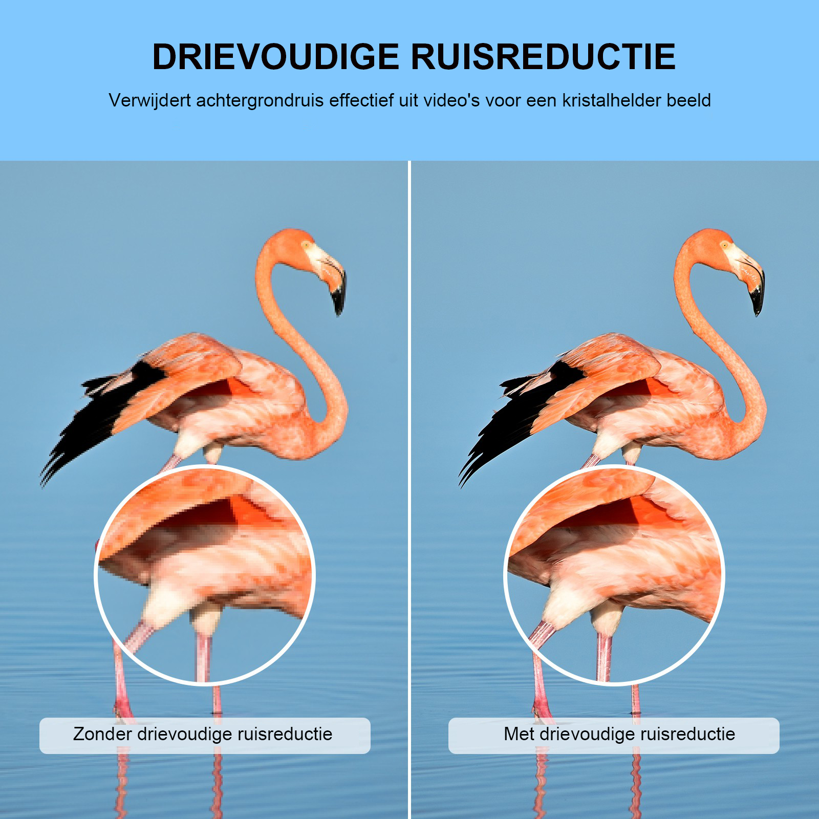 Zwei Flamingos im Wasser. Das linke Bild ist verpixelt, das rechte klar. Text oben.