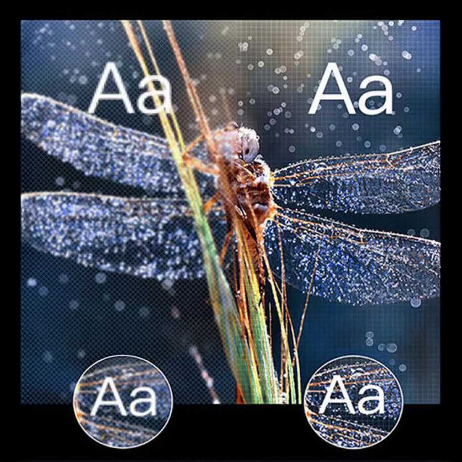 Eine Libelle mit transparenten Flügeln und komplizierten Details, vor blauem Hintergrund mit den Buchstaben 'Aa'.