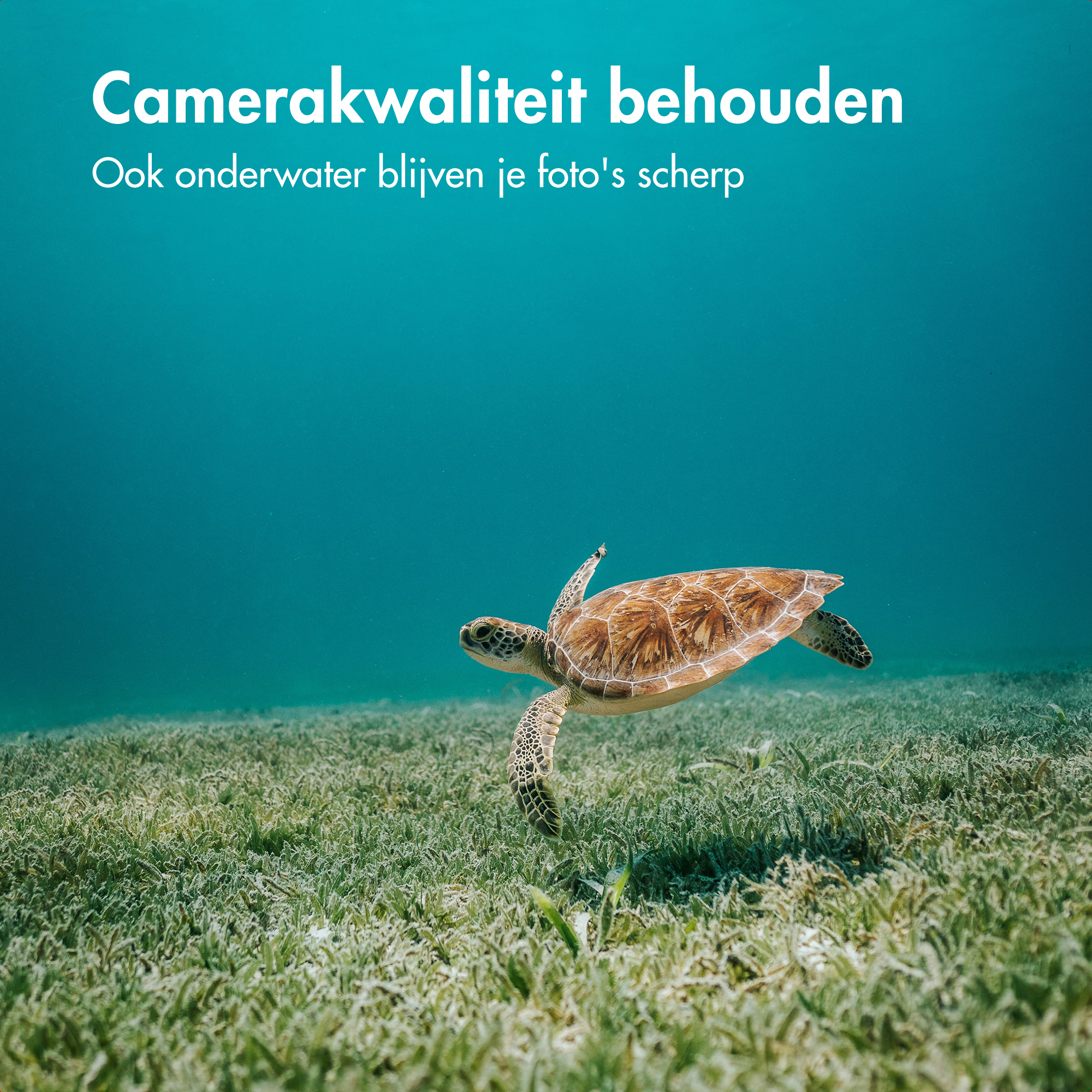 Een zeeschildpad zwemt in helder water. Groen zeegras op de oceaanbodem.