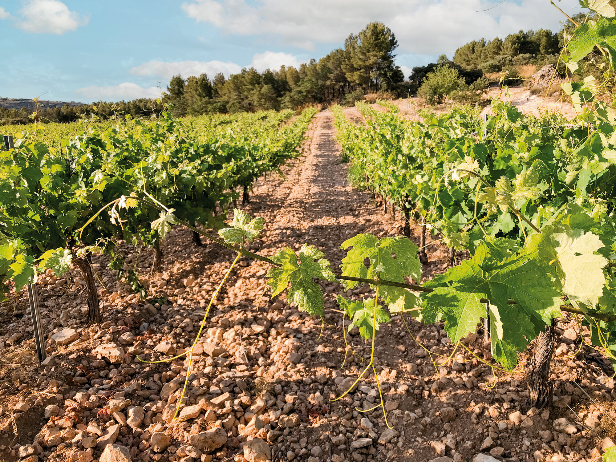 Viñedo con hileras de vides, hojas verdes, suelo marrón y cielo azul con nubes. Árboles en el fondo.