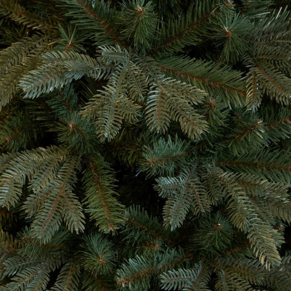 Gros plan d'un sapin de Noël vert. Des aiguilles sont visibles. L'arbre est vert foncé.