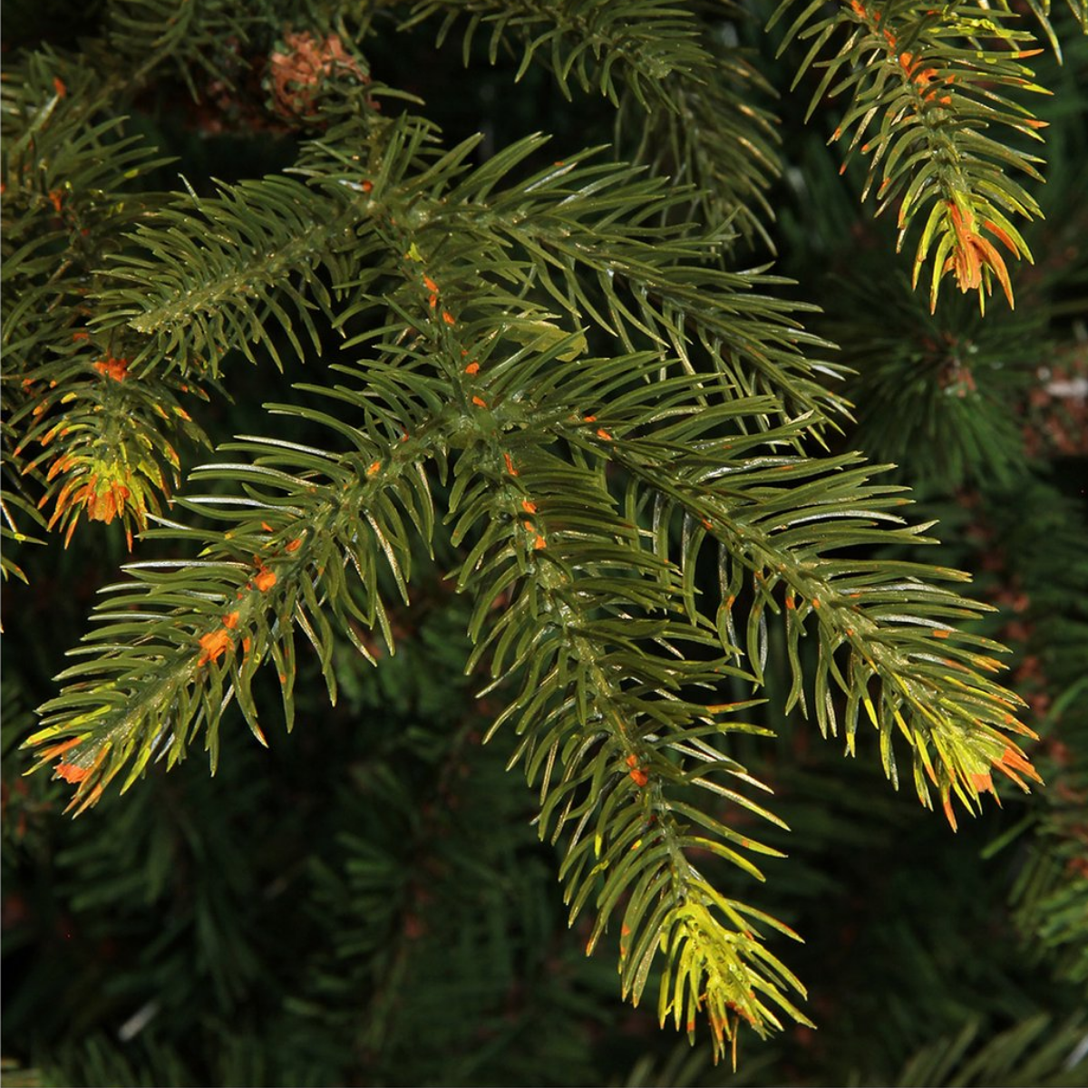 Gros plan sur des branches vertes de sapin avec des feuilles en forme d'aiguilles. Certains bouts ont des taches oranges et le fond est flou.