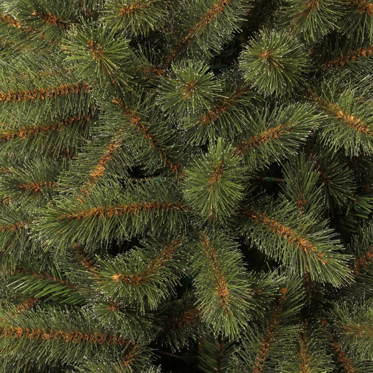 Gros plan sur un sapin de Noël vert. Les aiguilles sont visibles, avec des branches brunes et un aspect légèrement poudré. Le fond est sombre.