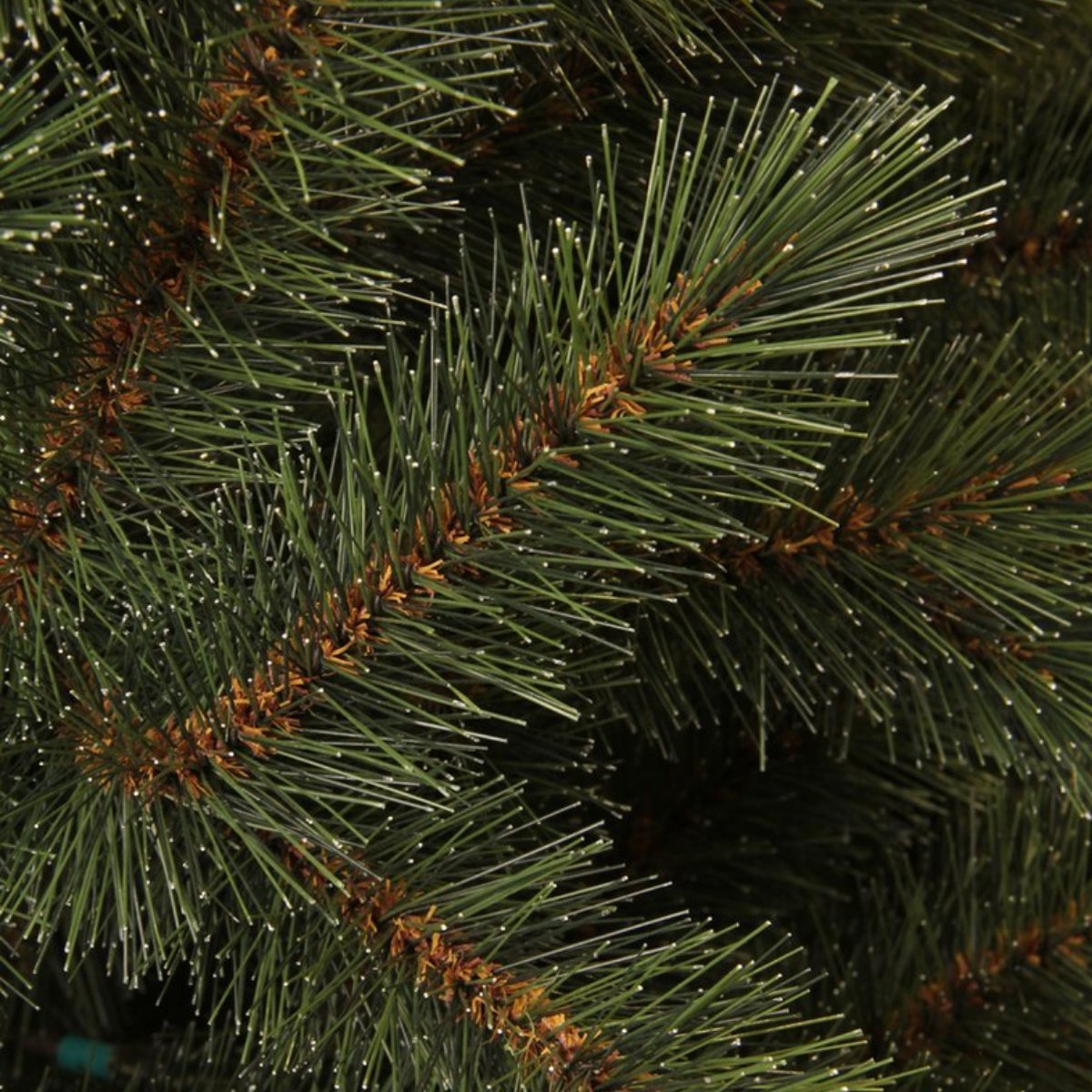 Gros plan sur une branche de pin verte avec de longues aiguilles et des brindilles brunes. Des points blancs sont visibles sur les aiguilles.